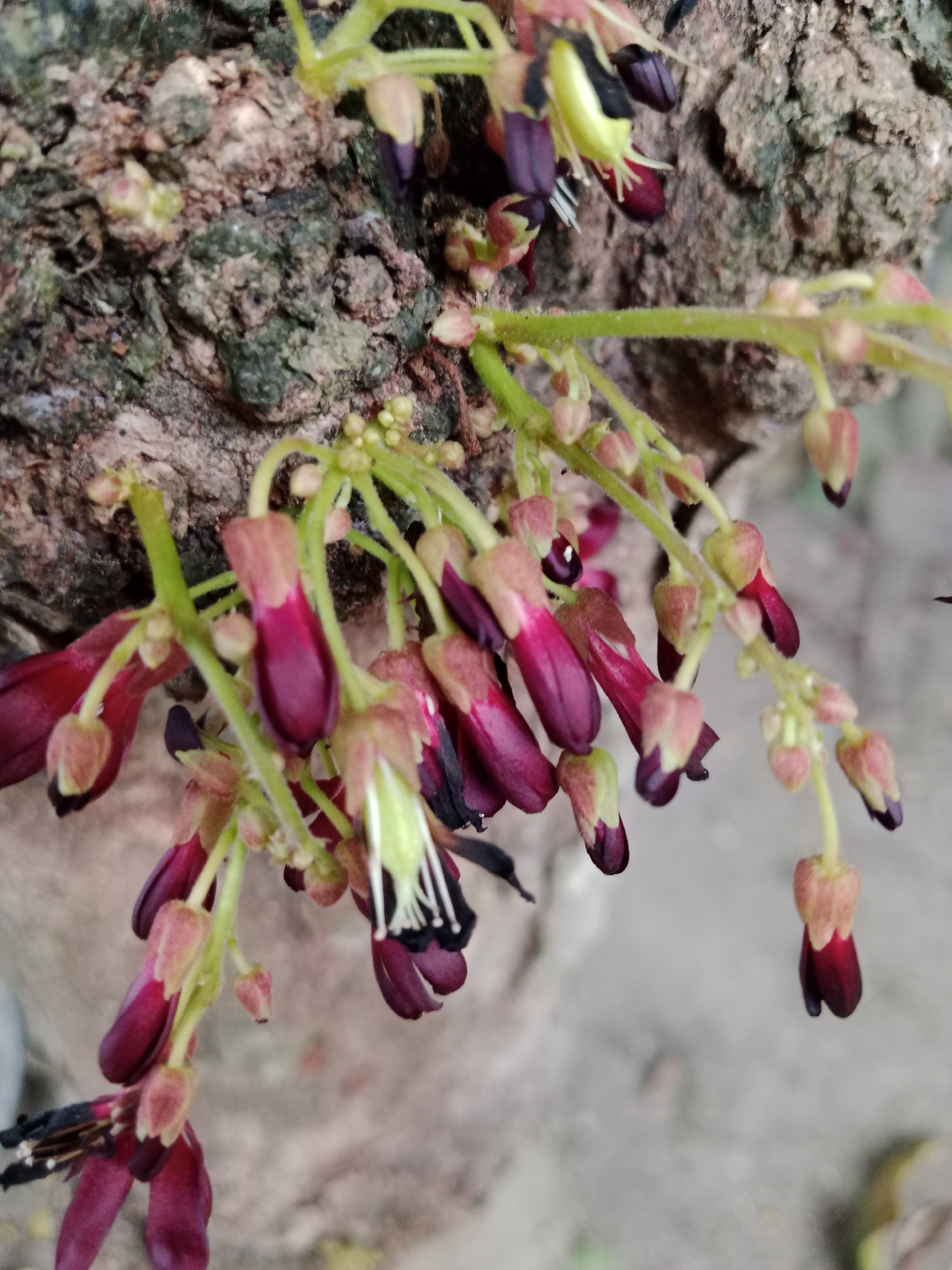 The image shows a close-up of a cluster of Bilimbi tree flowers hanging from its trunk. The flowers are a deep maroon color with lighter pinkish tips and pale green sepals. Some of the flowers are partially open, revealing white stamens. The trunk of the tree is rough and textured, with areas of grey and brown bark. The background is blurred, but appears to be a light-colored, possibly concrete surface. The scene is likely in a garden or natural area in Meunasah, Meunasah Baro, Krueng Barona Jaya, Aceh Besar, Meunasah, Indonesia, as evidenced by the vegetation and outdoor setting. There are no people or animals visible in the image. The focus is entirely on the botanical details of the Bilimbi tree flowers.