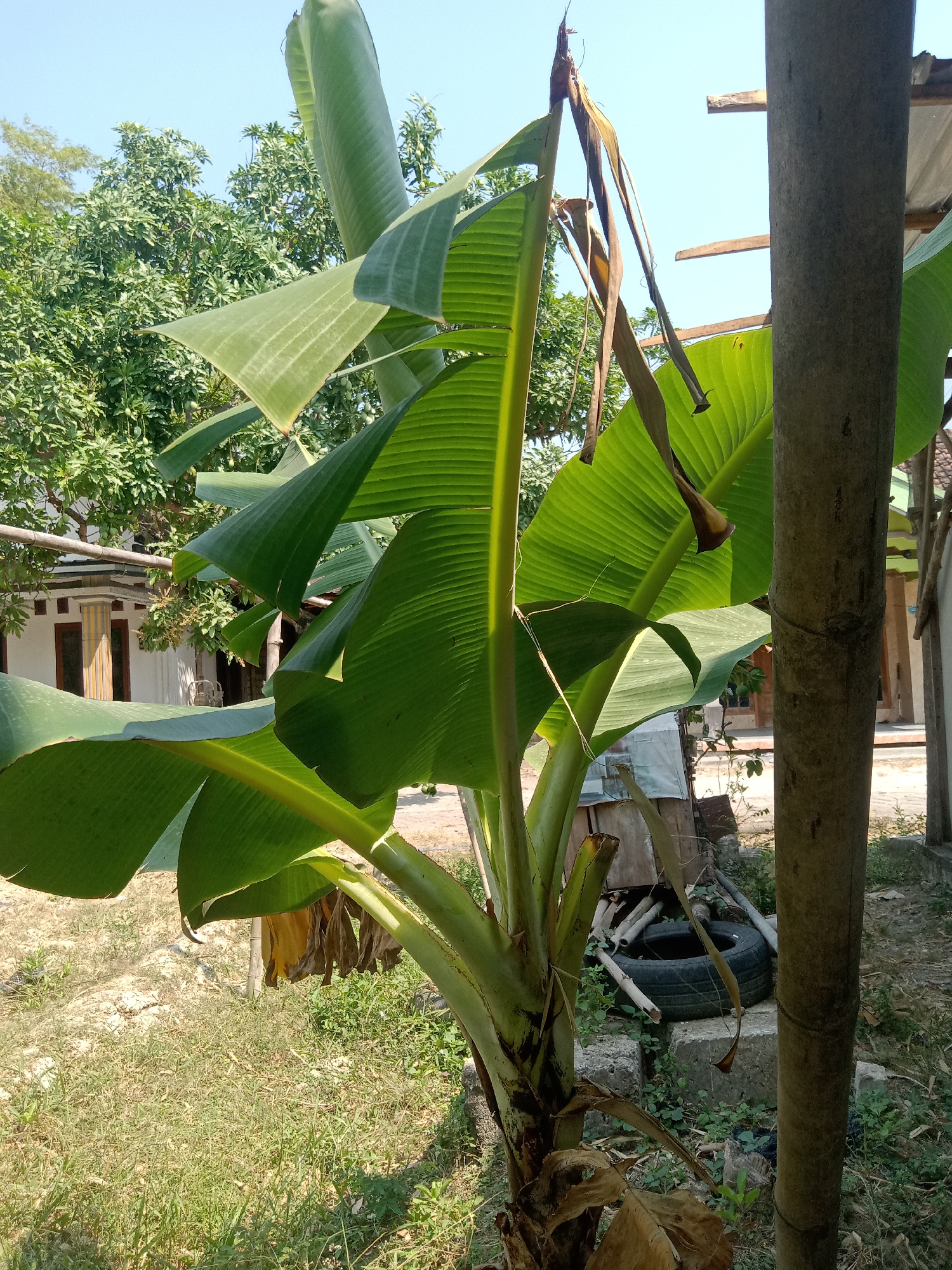 This image depicts a banana tree in an outdoor setting. The banana tree has large, green leaves and a thick trunk. Some of the leaves appear to be dried and brown. In the background, there is a building with a white facade and brown trim, suggesting it might be a house or a small structure. There are also other trees and vegetation visible, indicating a natural environment. The ground is covered with grass and dirt. A large, rough-textured vertical object, possibly a wooden post or a tree trunk, stands to the right of the banana tree. The sky is clear and blue, indicating a sunny day. The overall scene suggests a rural or semi-rural area in Stiaji, Indonesia, possibly a backyard or a garden.
