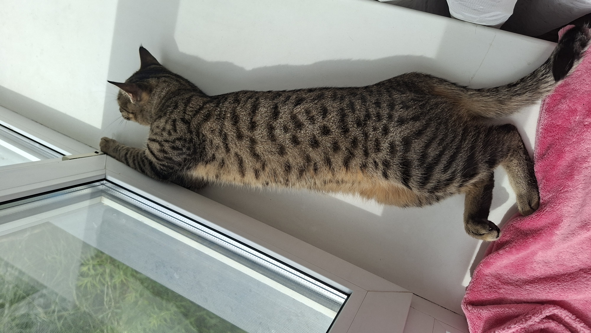 A tabby cat is lying on a white windowsill, stretched out lengthwise. Its body is long and slender, with distinctive dark stripes on a brown and tan background. The cat's head is turned away from the camera, and its front paws are reaching towards the corner of a window frame. One paw is extended and touching the frame, while the other is bent. The cat's hind legs are positioned further back, with one paw resting on a bright pink, fluffy blanket. The window behind the cat is open, allowing a view of green foliage outside. The scene appears to be indoors, likely in a residential setting within the Забалоцкі сельскі Савет, Belarus, given the context provided.