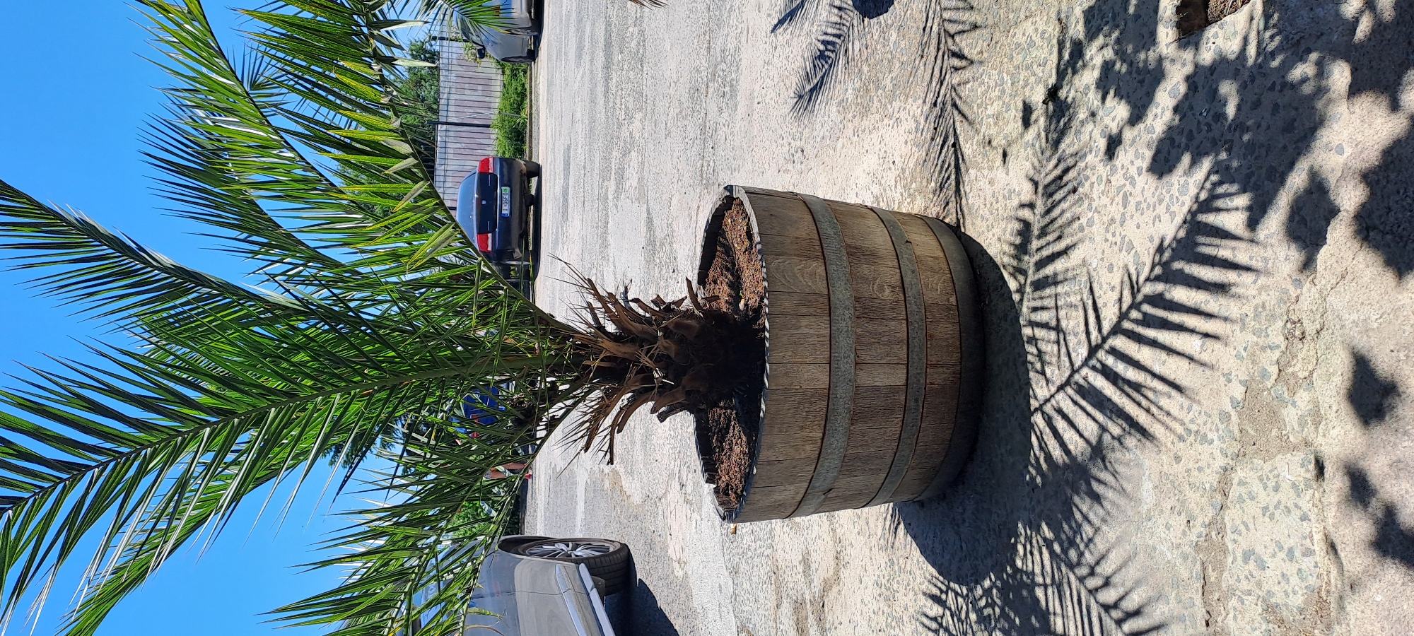 This image depicts a potted palm tree situated outdoors on a concrete surface. The palm tree is contained within a rustic wooden planter, reminiscent of a wine barrel, with visible metal bands. Its fronds cast distinct shadows on the ground. In the background, two cars are parked. The car on the left is a silver sedan, partially visible. The car on the right is a dark sedan, with its rear facing the camera, displaying a license plate that reads "T-06FDR". The setting appears to be a parking area or an outdoor space, possibly associated with a business or residence. The sky is clear and blue, indicating a sunny day. The image was taken in Velika, Bulgaria, suggesting a potential coastal or rural setting, given the typical climate and landscape of the region. There are no visible individuals in the immediate foreground or engaging in any specific actions. The focus is on the palm tree and its immediate surroundings.