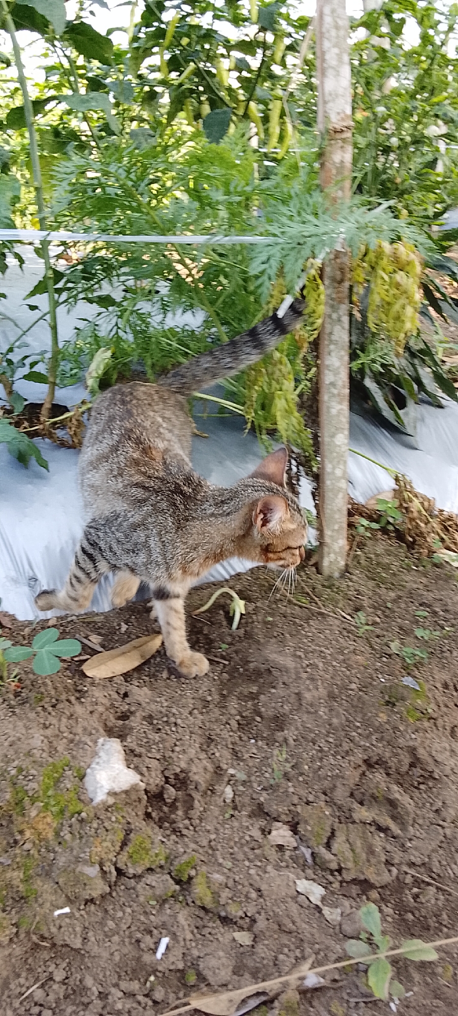A tabby cat is walking near a wooden post in what appears to be a garden or farm in Padang Dalom, Indonesia. The cat has brown and black stripes and is facing to the right. It is walking on soil, and in the background, there are green plants and what looks like white plastic sheeting. There is also a thin white object near the cat's tail, possibly a cigarette butt.