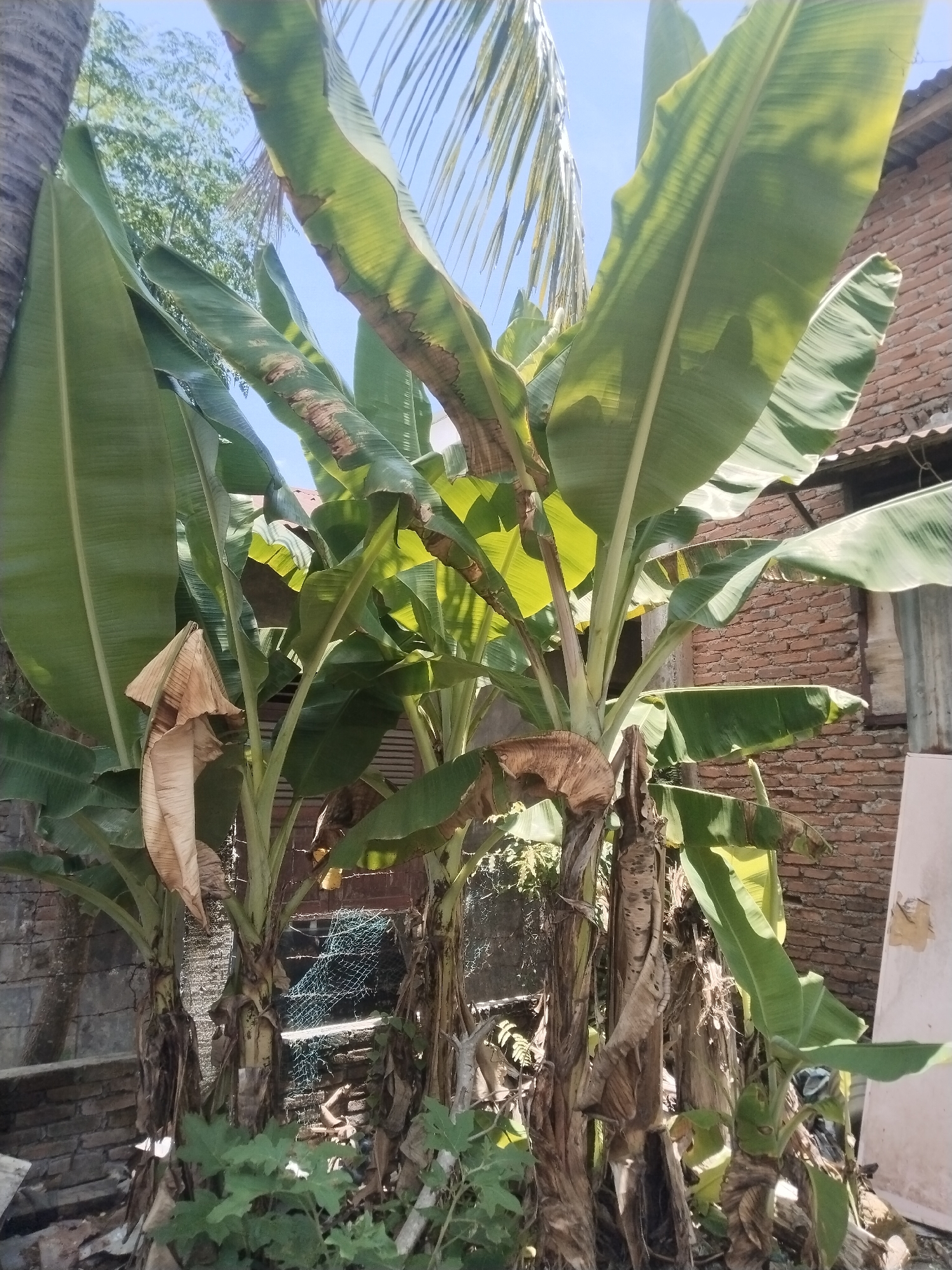 The image shows a cluster of banana plants growing in an urban environment in Lhokseumawe, Indonesia. Three mature banana trees with large, green leaves are visible. Some of the leaves exhibit brown, dry patches. The trunks are layered with dead, brown sheaths. The plants are growing close to a brick wall. A section of blue netting and miscellaneous urban debris is visible in the undergrowth. Patches of green weeds grow at the base of the trees. Overhead, the blue sky is partially obscured by the banana leaves and a palm tree. Sunlight filters through the canopy, creating a dappled light effect. A section of corrugated metal roofing is visible in the background.