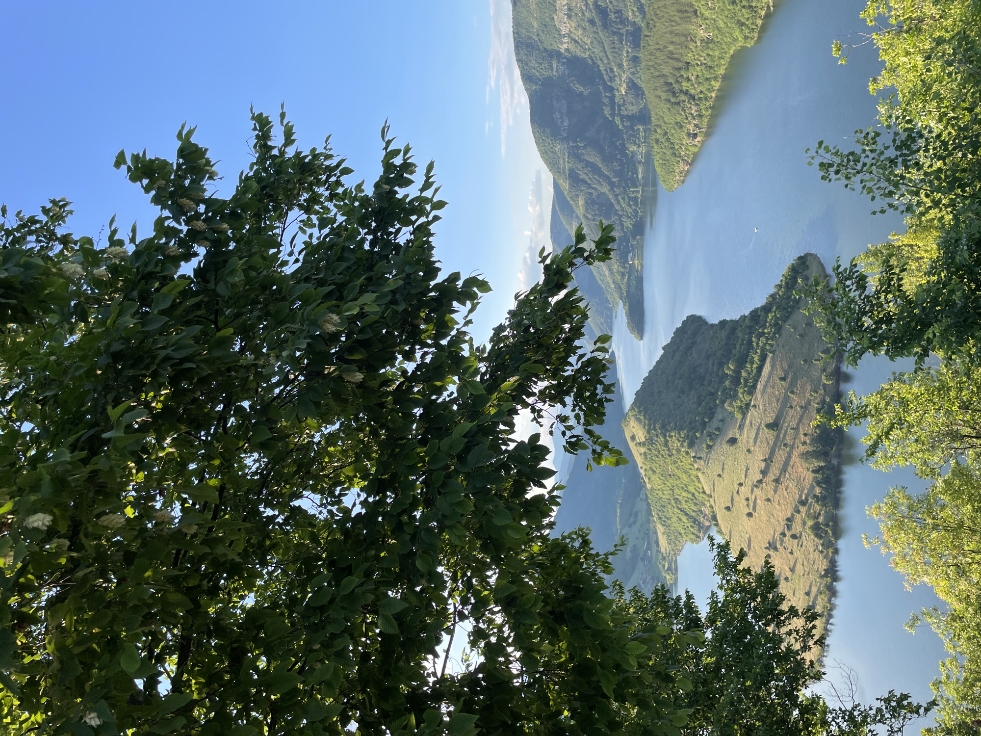 The image depicts a panoramic view of a vast, winding river with lush green hills and mountains on either side, bathed in the warm light of a clear blue sky. In the foreground, the branches of a large tree with dense green leaves frame the scene. The river, a deep blue, snakes through the landscape, with a distinctive horseshoe bend prominently featured. One side of the bend showcases a sun-drenched hillside covered in sparse grass and dotted with trees, creating a textured, rolling effect. The opposite bank and the further landscape are characterized by steeper, tree-covered slopes and rugged cliffs, some with visible striations. In the distance, the river continues its course, with hazy mountains forming the backdrop. A small, white boat is visible on the water, adding a sense of scale. The location is identified as Ribartsi, Bulgaria.