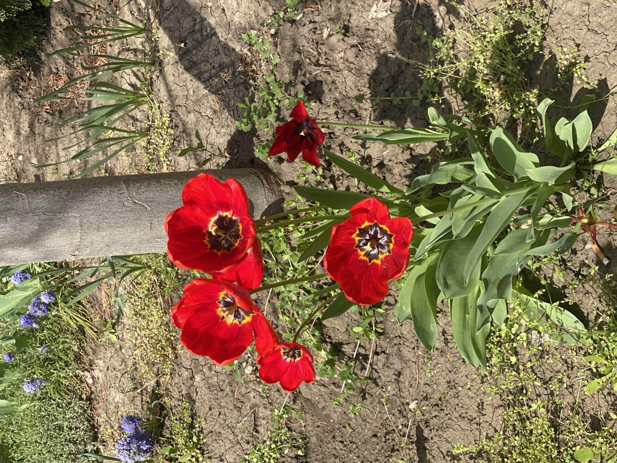 This vertical, overhead photograph captures a vibrant garden scene in Krasnodar, Russia, during what appears to be a sunny spring or early summer day. The main subjects are several strikingly red tulips, prominent in the central and lower-right areas of the frame. These tulips display deep, dark centers with intricate yellow-gold, star-shaped patterns. Some are fully open, showcasing these details, while others are slightly less expanded. A solitary, darker maroon-red tulip is visible further back in the top-middle of the image.
The flowers are planted in dry, cracked soil, which forms the dominant background texture of the garden bed. Scattered across the soil are various small green weeds and ground cover plants, interspersed with the broader green leaves of the tulips. In the top-left corner, longer, thin green foliage can be seen, and along the far left, clusters of small purple-blue flowers, likely Muscari (grape hyacinths), add an additional element of color.
A thick, roughly textured wooden log or branch runs horizontally across the middle-left of the image, partially obscured by the tulip foliage. The scene is brightly illuminated by direct sunlight, casting clear, distinct shadows from the log, the flowers, and other elements, suggesting it is midday or early afternoon on a clear day. No specific activity is taking place; the image presents a static, tranquil view of the blooming garden. There is no visible text within the photograph.