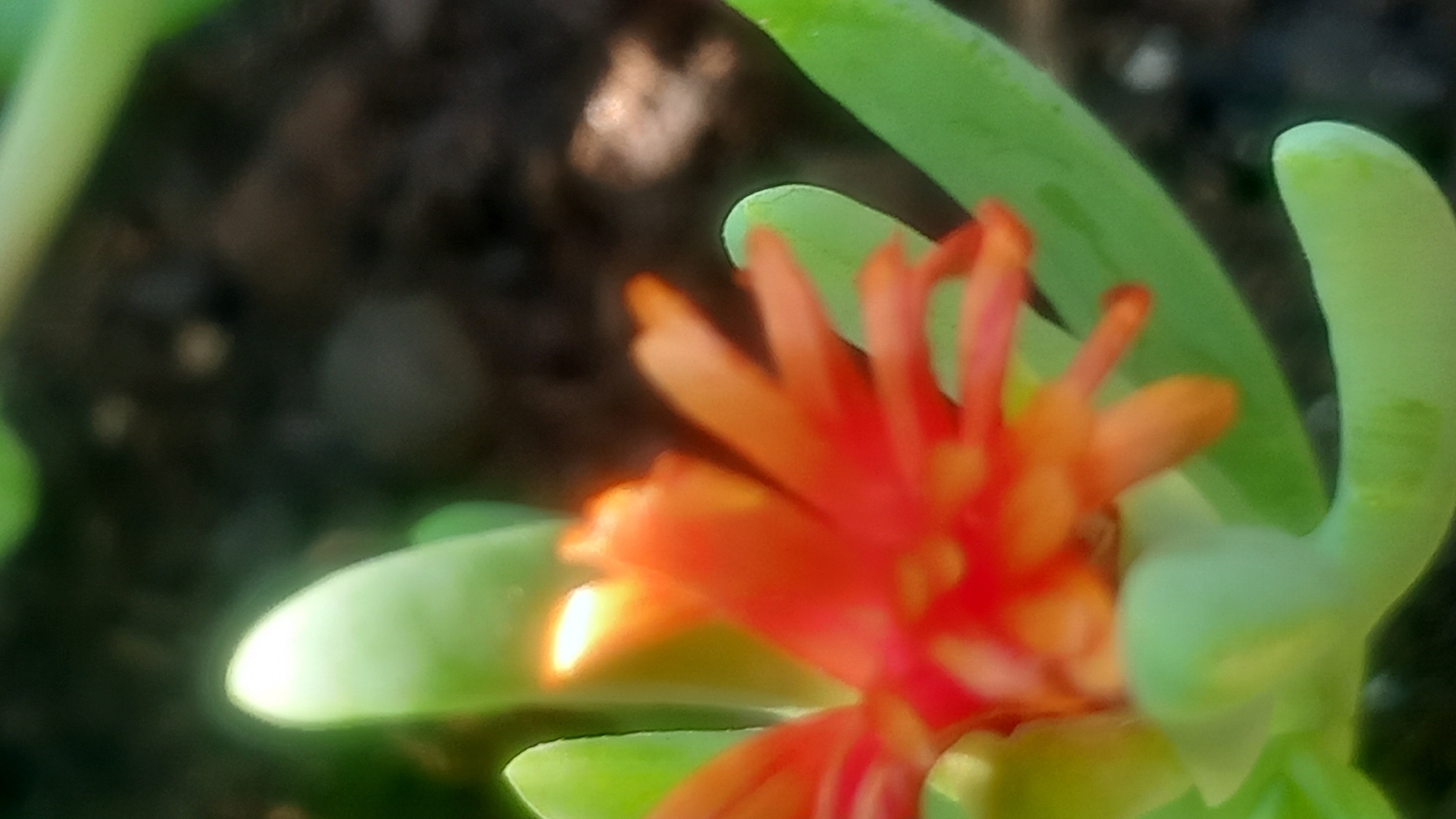 An extreme close-up shot captures a vibrant orange succulent flower with thin petals, its bright color stark against the blurred green foliage and dark, earthy background. The flower's center is a deeper red, and some petals have yellow tips, suggesting sunlight. The green leaves are thick and fleshy, typical of succulents, and some have subtle markings or indentations. The overall impression is one of a small, delicate bloom thriving in its natural environment, likely a garden or a natural landscape. The location in Άγιος Νεκτάριος, Greece, places this scene within a Mediterranean climate, known for its succulents and vibrant flora.