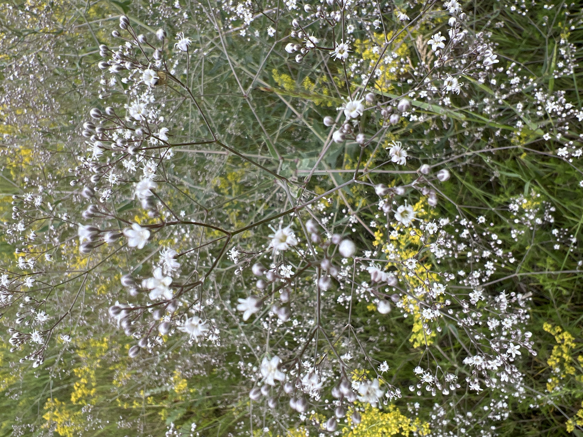 The image is a close-up, eye-level, full-shot photograph of delicate white wildflowers with small, star-shaped blooms. The flowers are clustered on thin, branching stems, many of which are still in the bud stage, appearing as small, rounded capsules. Some of the buds are a soft, grayish-purple. The background is a blur of green foliage and smaller yellow wildflowers, suggesting a natural, outdoor setting. The lighting appears to be soft, diffused daylight, and there is no indication of artificial lighting. The scene is devoid of any people, animals, or human-made objects. The focus is entirely on the intricate details of the flowers and their botanical structure. The image does not provide any specific clues to its location within a city.