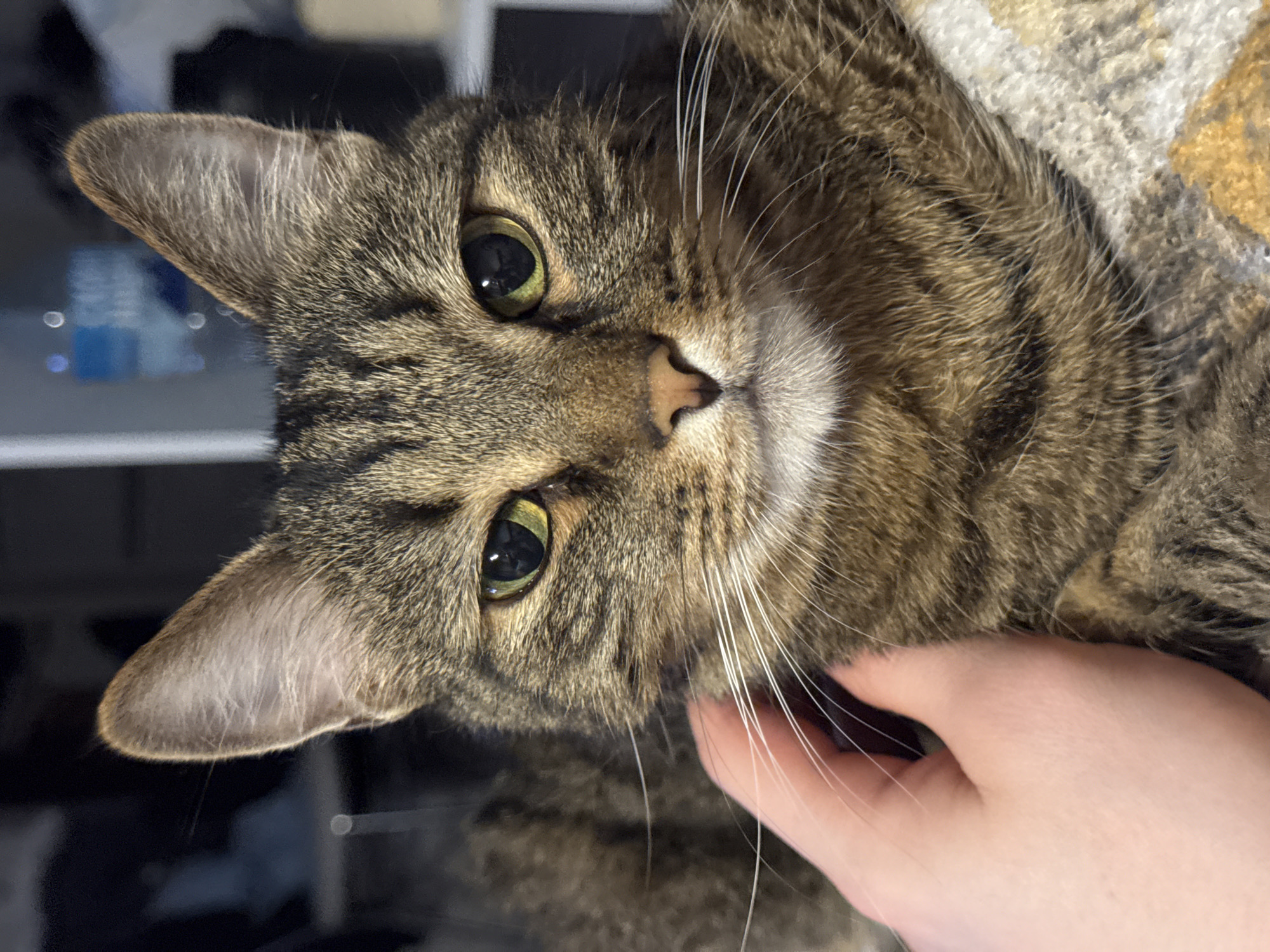 A close-up, angled shot depicts a tabby cat with green eyes. A hand is gently touching the cat's neck. The background is blurred and appears to contain objects in a dimly lit room. There is no indication of location in Chaikovsky, Russia.
