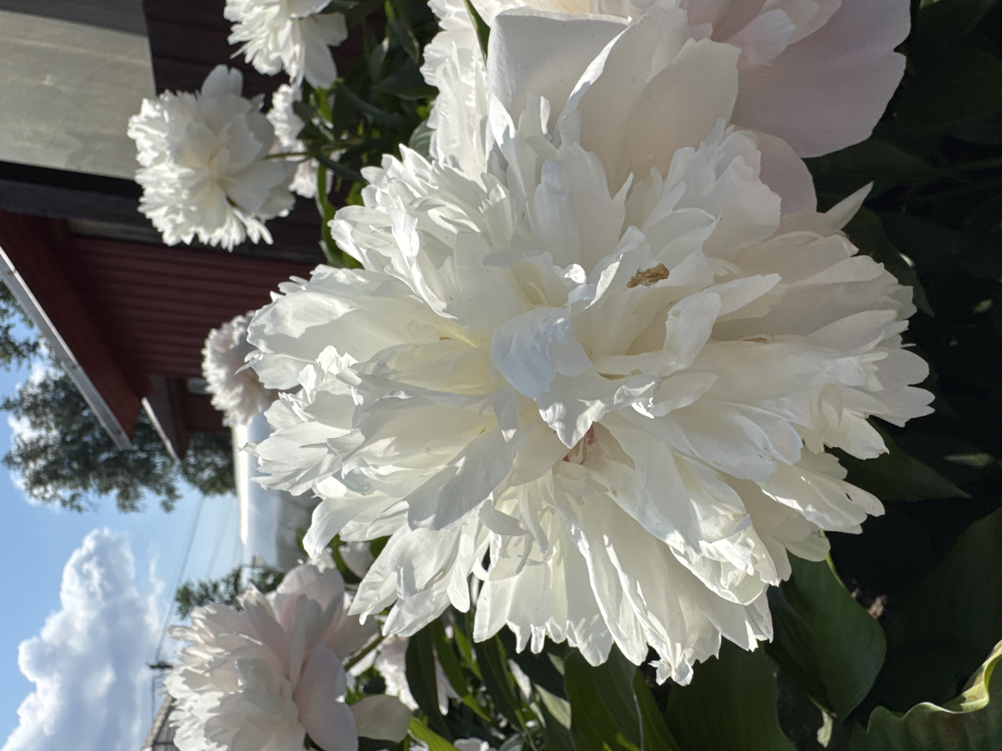 This is a close-up, eye-level, vertical shot of several white peonies in bloom, with a shallow depth of field. The main subject is a large, fully bloomed peony in the foreground, its petals ruffled and layered, creating a sense of volume. Sunlight casts shadows across its surface, highlighting the texture. To the left, a partially visible peony with lighter pink undertones is in focus. In the background, more white peonies are visible, some out of focus. The environment appears to be a garden, with dark green foliage surrounding the flowers. A portion of a rustic, dark red wooden building with a dark trim is visible in the upper right, along with a blurry fence. Above, a bright blue sky with white, puffy clouds and some silhouetted trees and power lines are present. The overall impression is of a sunny day in a garden setting, likely in a residential area of Chudovo, Russia, given the presence of typical dacha (summer house) architecture. There are no people or animals visible in the image.