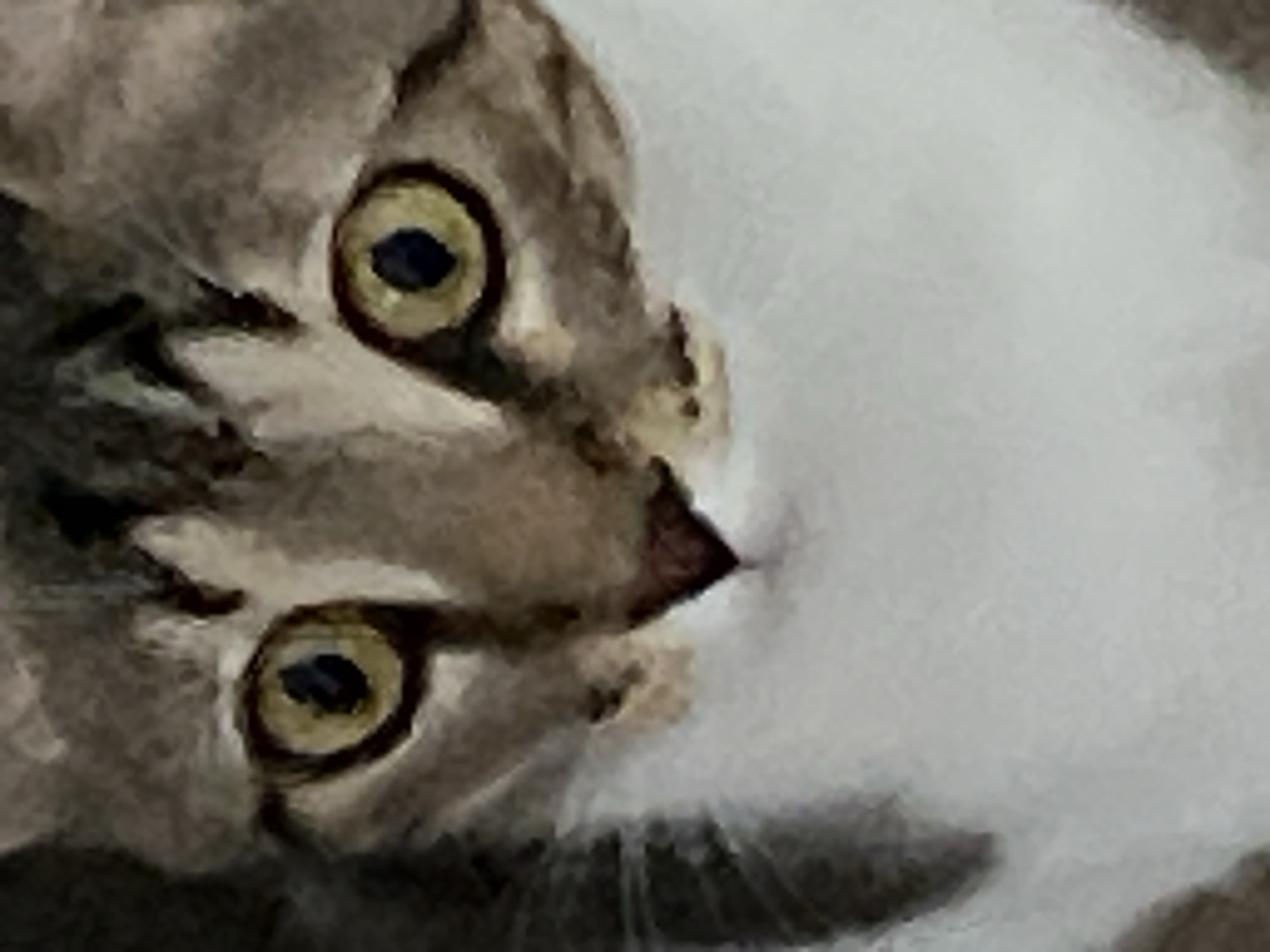 The image is a close-up, low-resolution photograph of a cat's face. The cat has tabby markings with brown and gray fur, and prominent yellow eyes with dark pupils. Its nose is a dark, reddish-brown. The lower portion of the image shows the cat's white chest fur. There are no discernible elements related to the city of Budva, Montenegro, in this image. The scene is entirely focused on the cat's facial features.