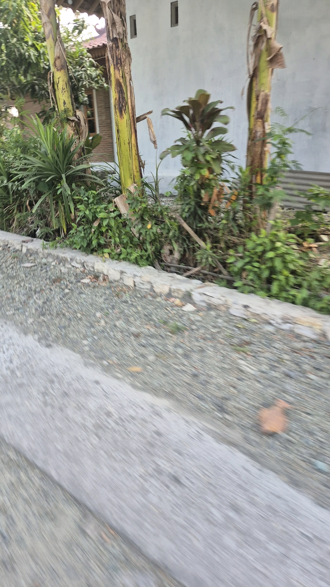The image depicts an outdoor scene in Gambiranom, Indonesia, featuring a residential structure with a light-colored, textured wall and two dark, rectangular windows. In front of the house, several large plants, including what appear to be banana trees with their characteristic pseudostems, are visible. The ground in the foreground is a mixture of gravel and a paved surface, possibly a road or pathway, with a visible concrete curb separating the gravel from the paved area. Lush green vegetation, including a spiky plant and other leafy plants, surrounds the base of the trees and extends along the wall of the house. The overall impression is of a tropical or subtropical environment, characteristic of Indonesia, with a focus on natural elements integrated with residential architecture.