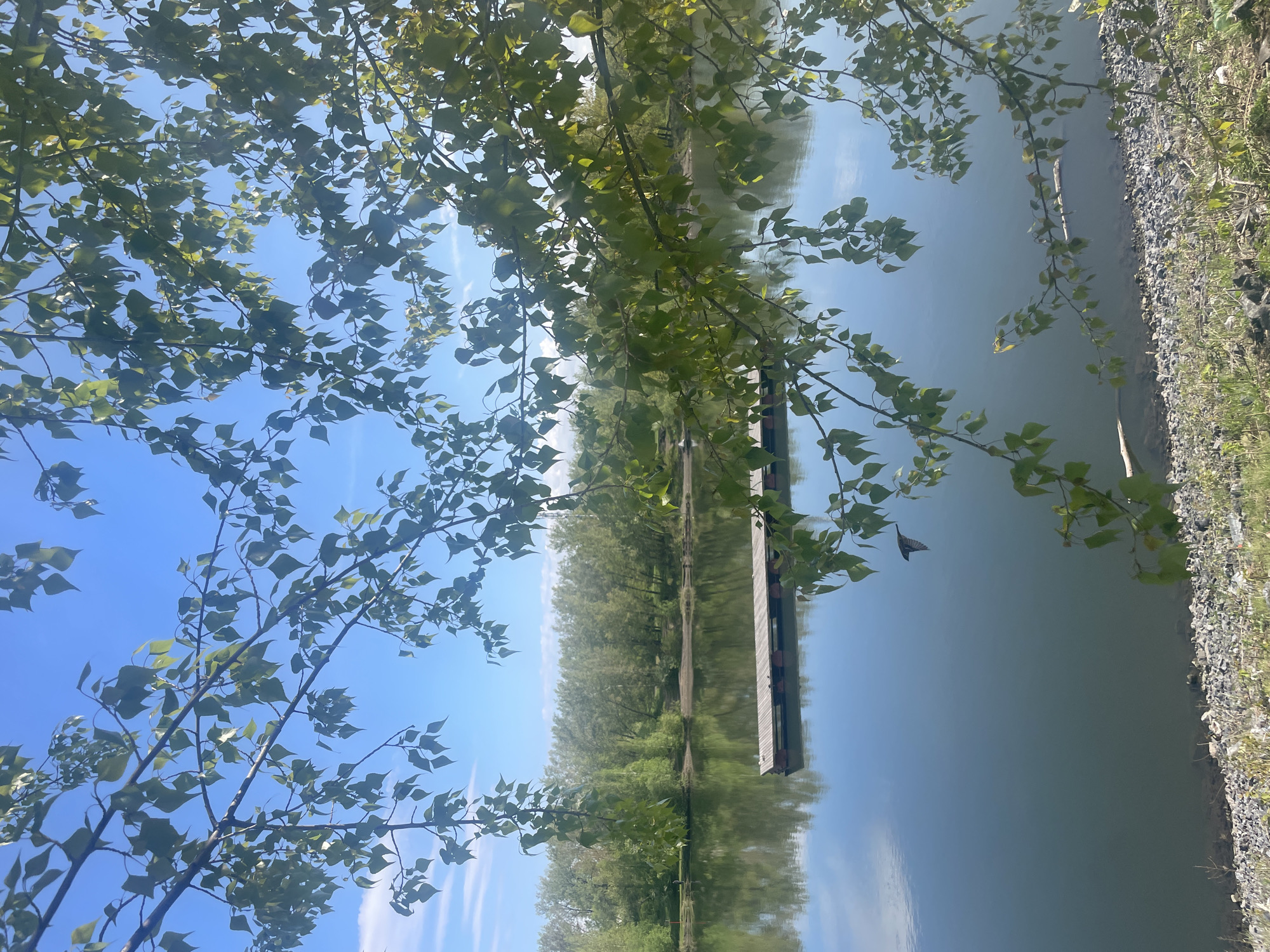 The image depicts a view of the Yenisei River, likely taken near Krasnoyarsk, Russia. The river's surface is partially obscured by tree branches with green leaves. A long, rectangular structure, possibly a dock or platform, is visible extending into the river. The opposite bank is lined with a dense row of trees. The sky is blue with wispy clouds. The foreground on the right shows a rocky shoreline with vegetation.
