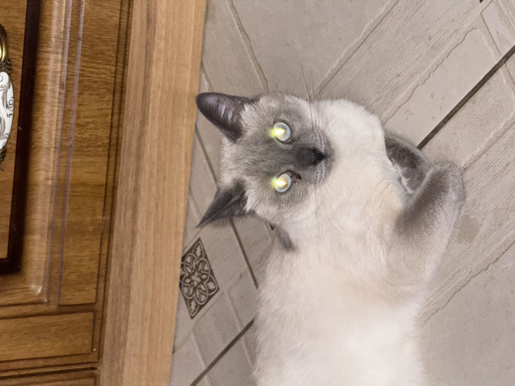 A light-colored cat with dark Siamese markings lies on a tiled floor in front of a wooden cabinet. The cat's eyes are bright green and reflective. The floor tiles are a light beige with darker grout lines, and there is a decorative tile pattern visible. The wooden cabinet appears to be part of a piece of furniture, possibly a dresser or wardrobe, with a textured wood grain and darker trim. The scene suggests an indoor setting, likely a home, in Slonim, Belarus.