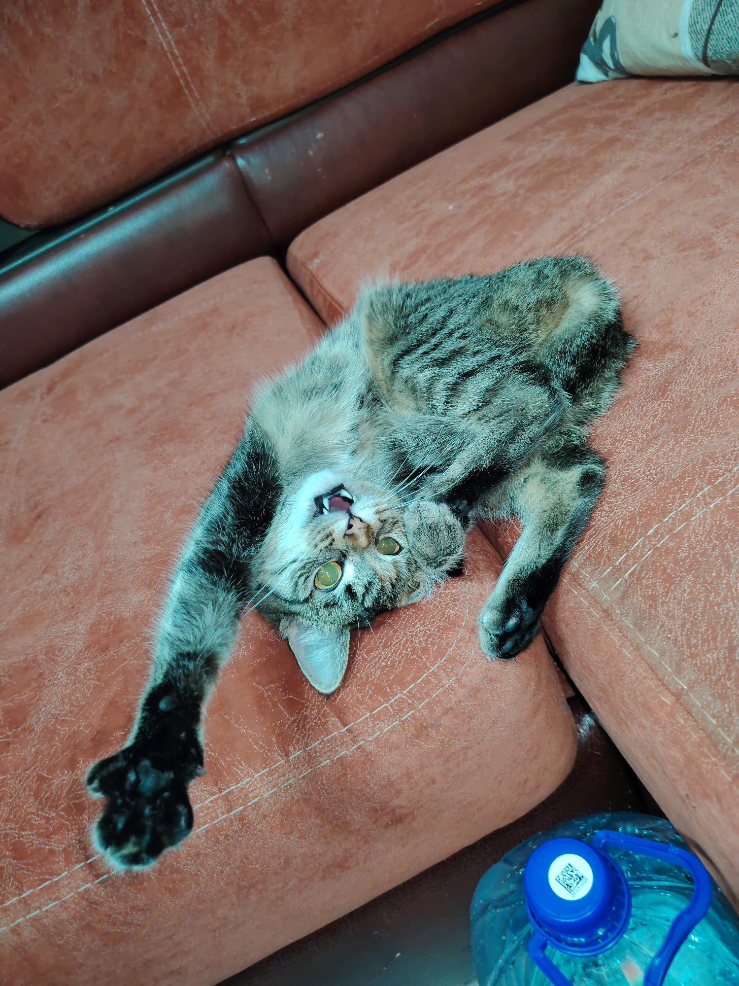 A tabby cat is lying on its back on a red-brown leather couch. The cat's front left paw is extended towards the viewer. Its head is upside down, and its mouth is slightly open, revealing teeth. A bottle of water is visible in the lower right corner of the frame. A patterned pillow is visible in the upper right corner. The location is in a city of Unknown, Unknown.
