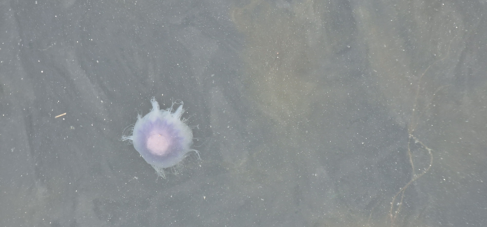An isolated, translucent jellyfish with a pale pink central bell and wispy white tentacles floats in shallow, murky water. The water surface reflects a muted gray sky and a dark seabed. The surrounding environment appears to be a natural body of water, possibly a shoreline or shallow bay. The scene is devoid of human presence. The image was taken in Volda, Norway.