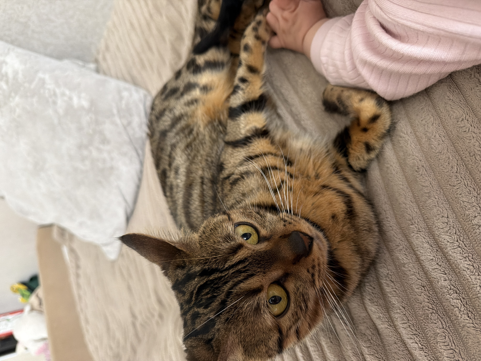 A Bengal cat lies on a textured beige blanket, with a child's arm visible in the upper right corner. The cat faces the camera with its body twisted, displaying its distinctive spotted and striped coat. A white pillow is present in the upper left corner. The location is not identifiable from the image, and no information suggests it is Noviy, Russia.