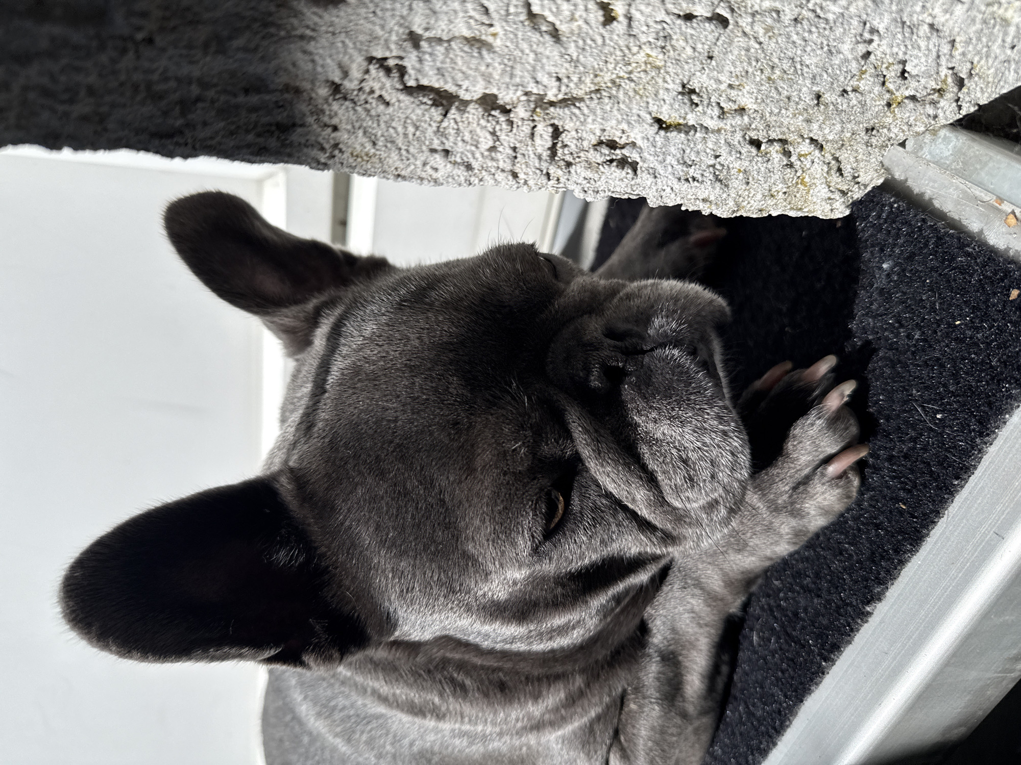 A dark gray French Bulldog is lying down, resting its head on its paws on a black textured mat. The dog is positioned on the left side of the image, with its face turned towards the right. A rough, light gray textured concrete block is situated to the right of the dog, partially obscuring its body. The background consists of a white wall. The lighting suggests it is daytime, with sunlight casting shadows on the dog and the ground. The scene appears to be outdoors, possibly in a yard or patio area. The location is specified as Bad Sachsa, Germany.