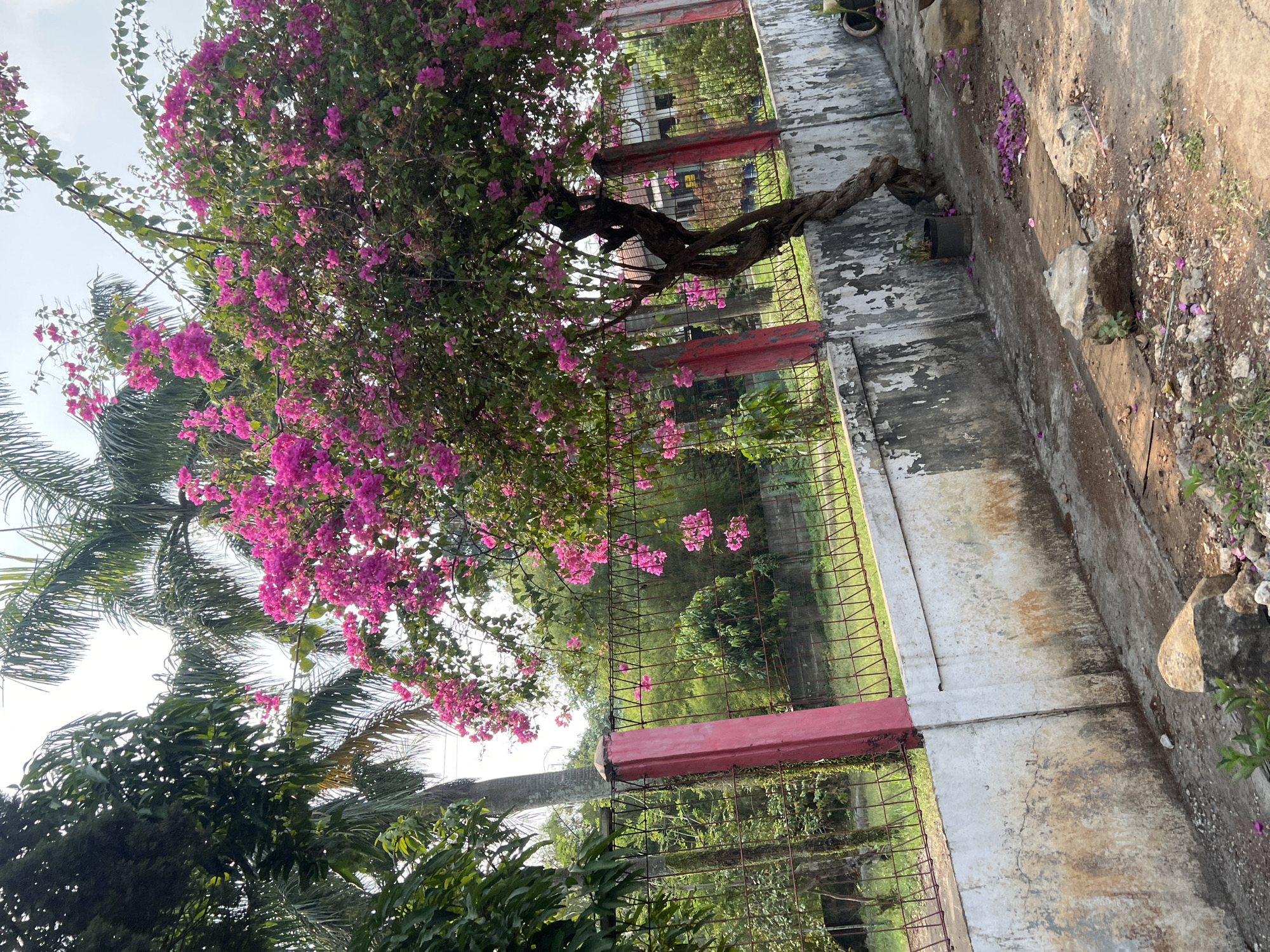 The image captures a brightly lit outdoor scene in Citeureup, Indonesia, dominated by a vibrant bougainvillea tree with abundant pink flowers. The tree, with its distinctively twisted trunk, is situated next to a weathered, pale concrete wall topped with a red-fenced metal barrier. Beyond the fence, a lush green area with palm trees and other vegetation is visible. Scattered on the ground in the foreground are fallen pink bougainvillea petals and several rocks. The sky is overcast. No people are present in the image.