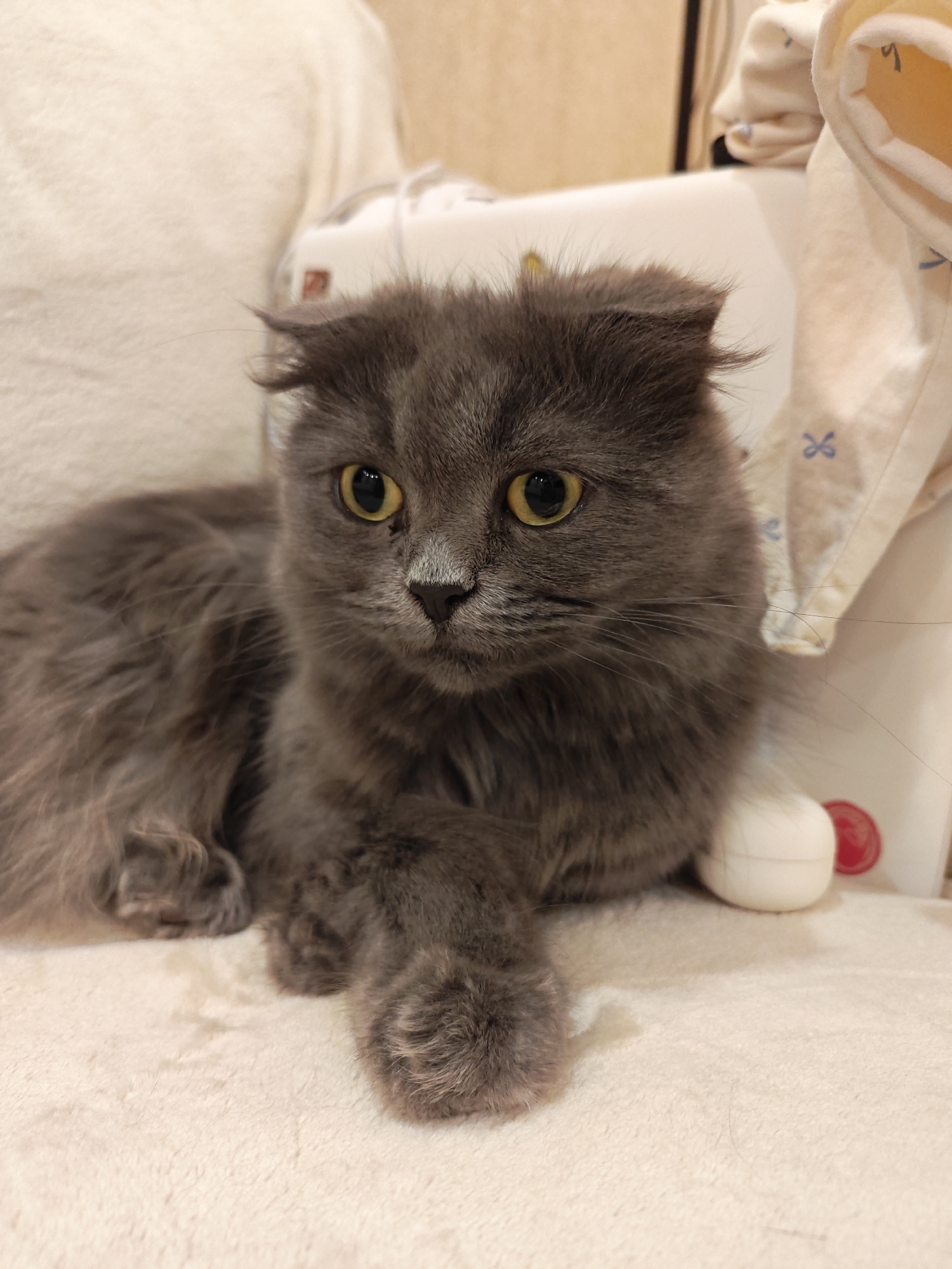A fluffy gray cat with yellow eyes is resting on a soft, cream-colored surface. The cat is positioned in the center of the frame, facing the viewer with its paws crossed. Its fur is long and appears somewhat disheveled, particularly around its ears. Behind the cat, a white object with a red circular marking is visible, along with a draped fabric. The background is blurred, suggesting an indoor environment. There is no discernible information in the image that indicates its location in the city of Bataysk, Russia.