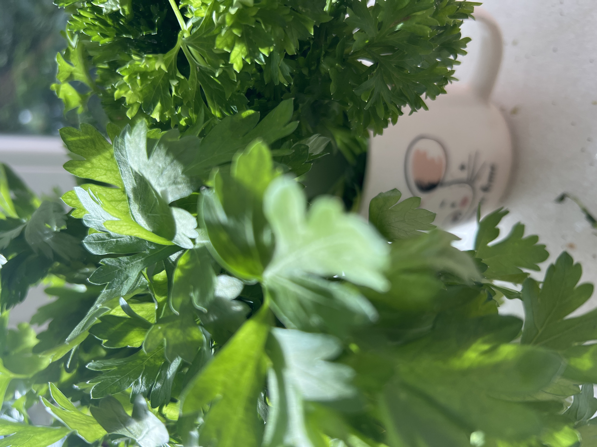 The image is a close-up, top-down view of a bouquet of fresh parsley. The parsley is vibrant green and appears to be a mix of flat-leaf and curly varieties. The leaves are detailed and show signs of natural moisture, with some appearing slightly dewy. In the background, slightly out of focus, is a white ceramic mug decorated with a cartoonish mouse face. The mug has a handle and a pink blush on its cheek. The parsley is in front of the mug, obscuring most of it. The scene is lit with natural light, casting subtle shadows on the leaves. The surface beneath the mug and parsley appears to be a light-colored, speckled countertop. The image does not depict any specific urban or rural setting, nor does it provide any information about a city or its location.