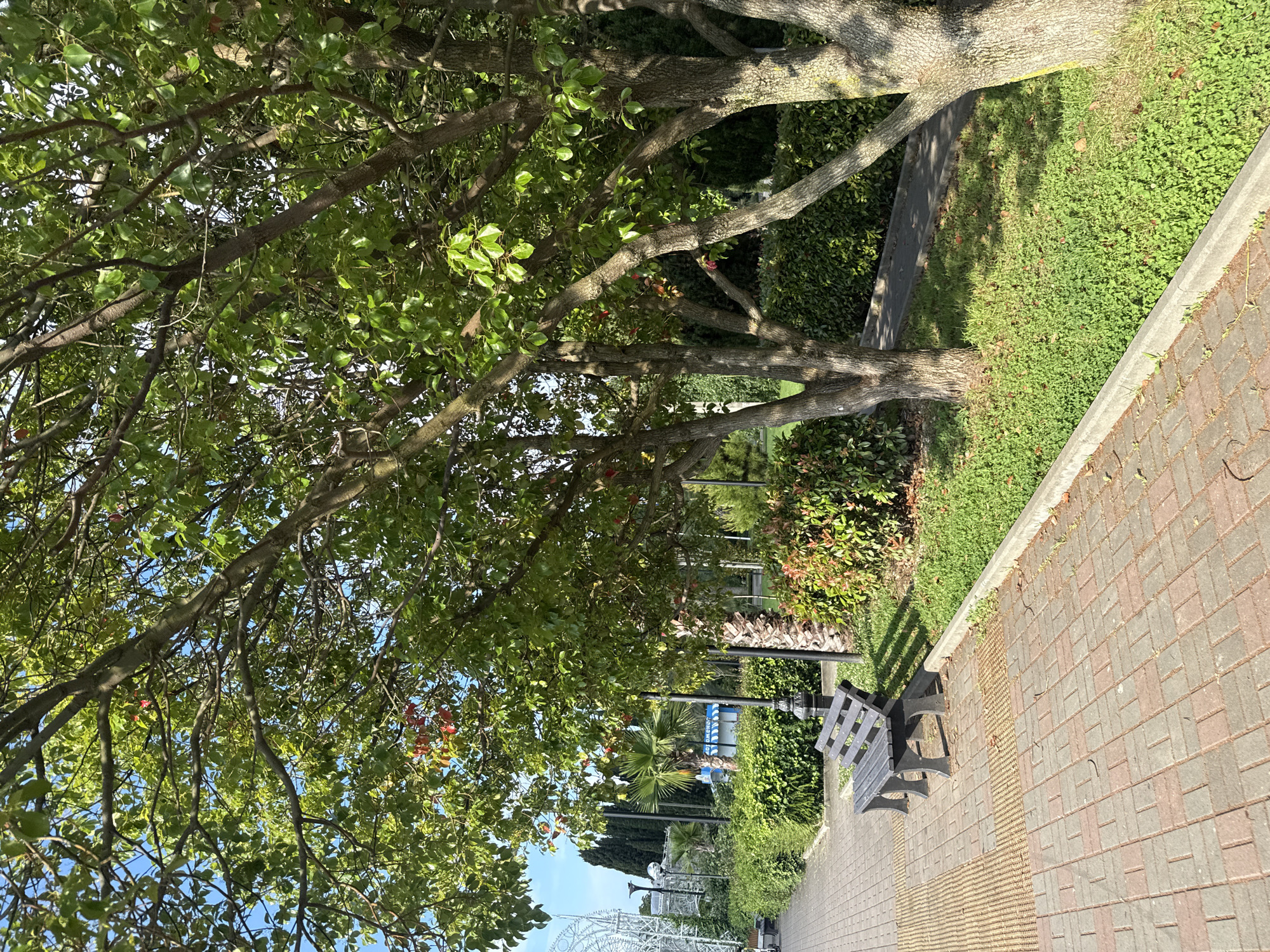 This image depicts a park scene in Sochi, Russia. In the foreground, a paved walkway made of reddish-brown and grey rectangular bricks leads to a dark wooden park bench situated on the left side of the path. Adjacent to the walkway is a patch of vibrant green grass, bordered by a concrete curb. Several trees with lush green foliage and textured brown bark are prominent in the mid-ground, casting shadows on the grass. Behind the trees, a neatly trimmed hedge runs horizontally, separating the grassy area from a paved path further back. In the distance, palm trees and other greenery are visible, along with a large, white, Ferris wheel-like structure on the far left. The sky is a clear, bright blue. The scene appears to be peaceful and serene, with no people present. The overall impression is of a well-maintained public space on a sunny day.