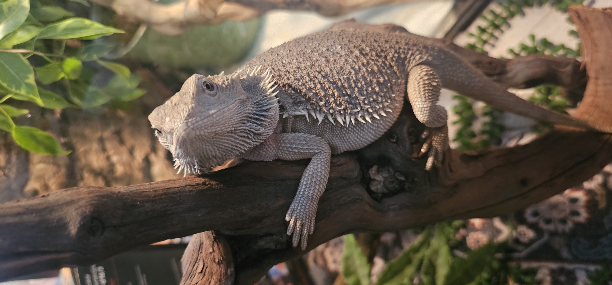 A bearded dragon is prominently featured in this close-up image, resting comfortably on a thick, gnarled wooden branch. The lizard, characterized by its sandy-grey or light tan coloration, is positioned centrally, with its head slightly to the left of the frame, looking towards the viewer's right. Its textured skin is highly visible, featuring distinct spiny scales along its head, "beard" area, and the sides of its body. The eyes are clearly visible, conveying a calm and observant demeanor.
The bearded dragon's front legs are spread out, gripping the branch, while its rear body and hind legs are draped over a different section of the branch, giving the impression of relaxed lounging. Strong, warm lighting illuminates the lizard from above and slightly to the left, creating prominent highlights on its scales and subtle shadows that emphasize its three-dimensional form.
The setting appears to be an enclosure or terrarium. The background is softly blurred, showing hints of green foliage on the left and in the distance, suggesting live or artificial plants. On the right side of the background, a blurry patterned surface, possibly a decorative rug or a section of the enclosure wall, adds visual texture without distracting from the main subject. The wooden branch itself is a central element, displaying natural knots and a rich, dark brown color. No visible text is present in the image.