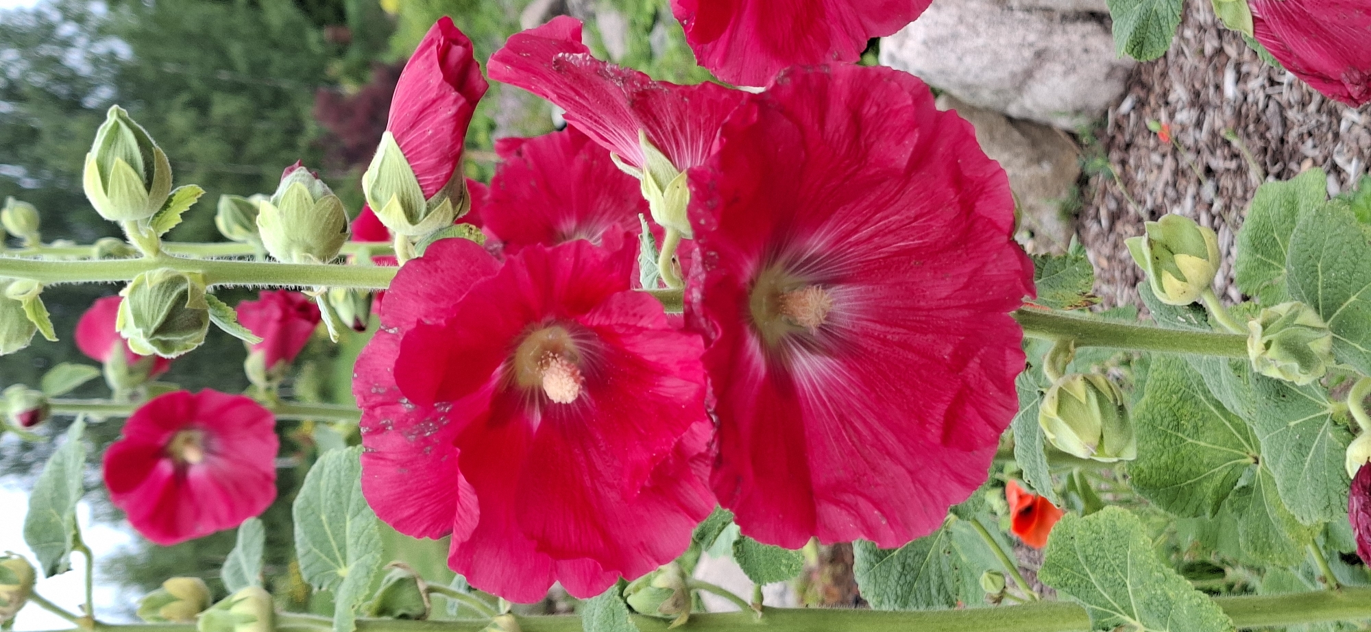 This media file is a close-up, horizontal shot of several bright pink hollyhock flowers and their buds. The hollyhocks are in full bloom, with large, ruffled petals and prominent stamens. Some buds are still tightly closed, while others are beginning to unfurl. The flowers and buds are attached to thick, green, fuzzy stems. The background is a mix of green foliage, a blurred stone structure, and a patch of ground covered in small stones and mulch. There is also a small, out-of-focus red flower in the mid-ground.
The image appears to be taken outdoors during the daytime. The lighting suggests it's a sunny day, with no harsh shadows. The lush greenery indicates a natural setting, likely a garden or a wild area. The presence of hollyhocks suggests a temperate climate and a time of year when these flowers are in bloom, typically summer. There is no visible text in the image. The overall impression is one of natural beauty and vibrant color, characteristic of a garden in bloom. The location context of Pihali, Estonia, further supports the impression of a garden setting in a region known for its gardens and natural landscapes.