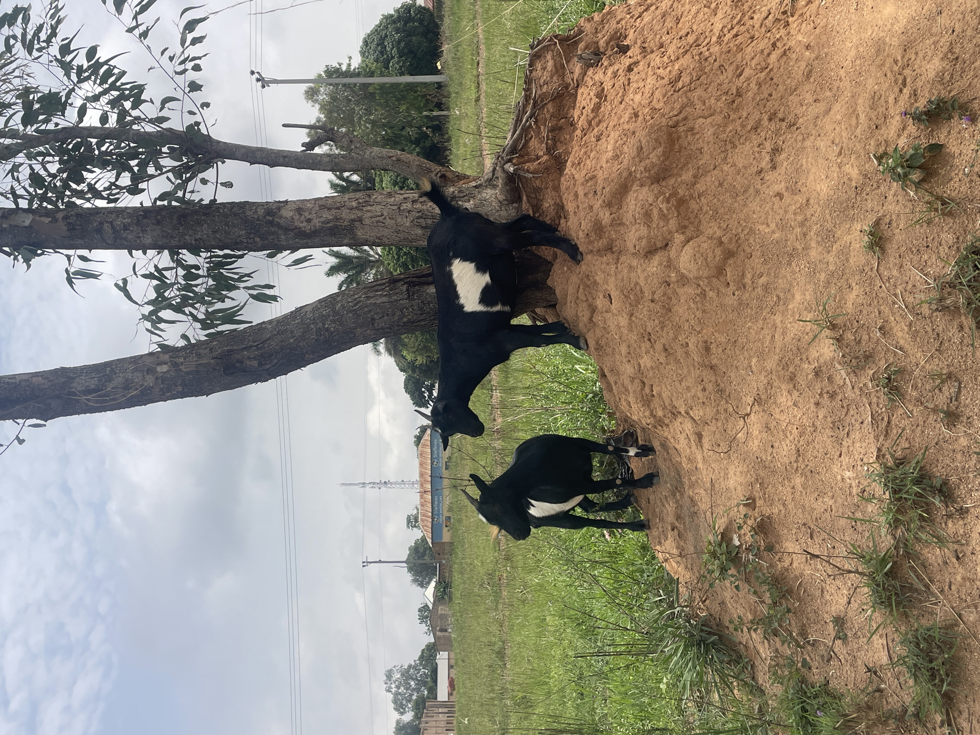 Two goats, one atop a mound of dirt and the other at its base, stand in a grassy field adjacent to a tree. The goats are black with white markings. In the background, houses and power lines are visible. The location is Durumi, Nigeria.