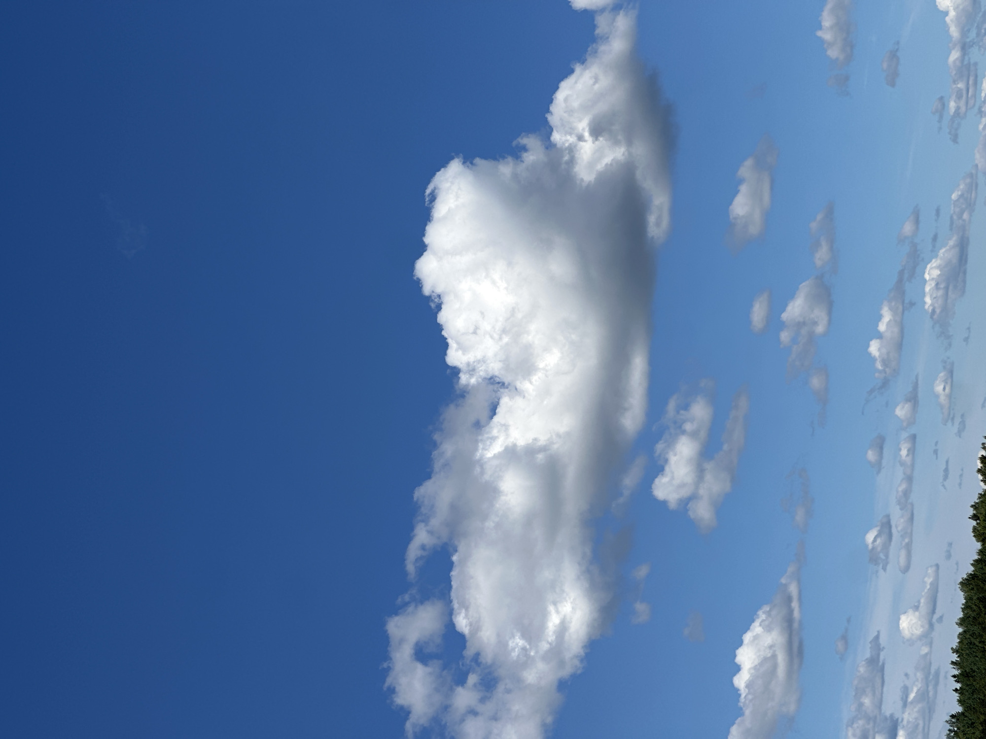 A photograph of a bright blue sky with scattered white clouds is captured from a low angle, looking upwards. The clouds vary in size and density, with one large, prominent cloud formation in the middle ground that appears fluffy and well-lit by the sun. The lower edge of the frame shows a dark green line of trees, suggesting a natural landscape, possibly a park or forest on the outskirts of a city. The scene is devoid of people or any human activity. The overall impression is one of a clear, pleasant day.
