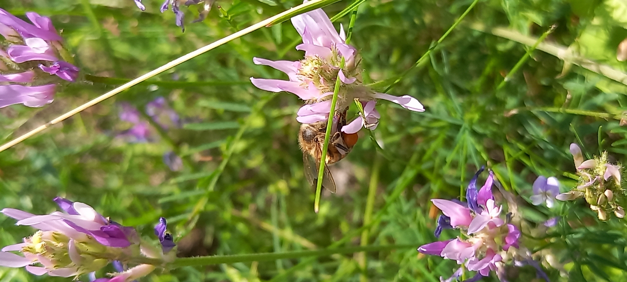In Kryvyi Rih, Ukraine, a bee, identified by its brown and yellow striped body, is captured in a close-up shot as it actively pollinates a cluster of small, light purple flowers. The bee is positioned headfirst into one of the blossoms, with its body partially obscured by the delicate petals and surrounding green foliage. The image showcases the intricate details of the bee's anatomy, including its hairy thorax and the pollen baskets on its hind legs, which are visibly laden with orange pollen. The flowers, characteristic of a meadow or garden setting, display a delicate structure with multiple small petals arranged in a spike-like formation. The background is a blur of green leaves and other purple flowers, suggesting a natural, vibrant ecosystem. The lighting indicates a bright, daytime scene, likely outdoors.