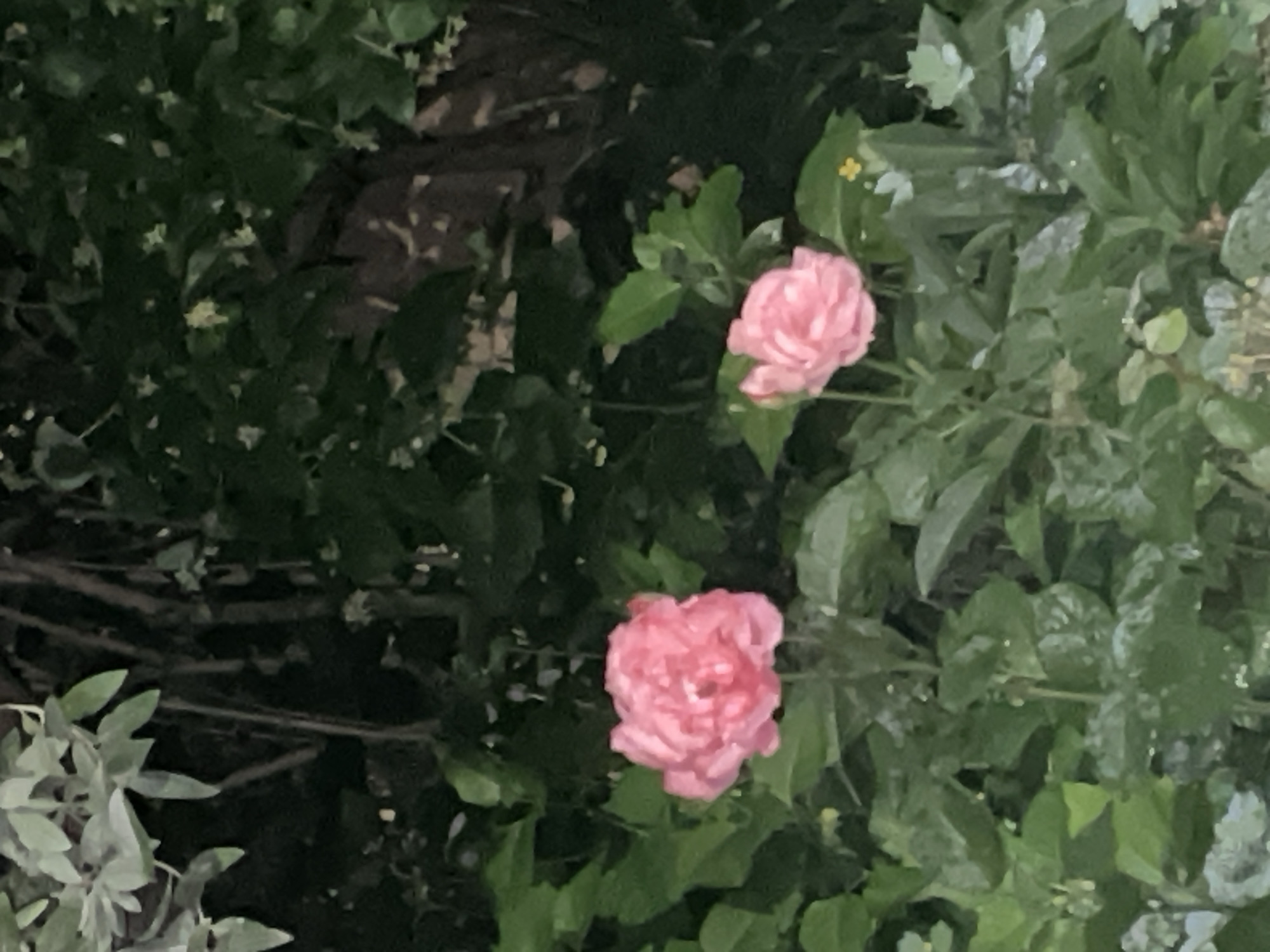 The image shows two pink roses in a garden with lush green foliage. The scene is dimly lit, suggesting it was taken at dusk or dawn, or in a shaded area. The roses are in bloom, with delicate petals. The background consists of dense greenery and tree trunks, creating a natural, somewhat wild setting. The location within Krasnogorsk, Russia, is not specified, but the image depicts a typical garden environment. There are no people or animals visible in the frame, and no specific actions are taking place. The focus is on the flowers and the surrounding plant life.