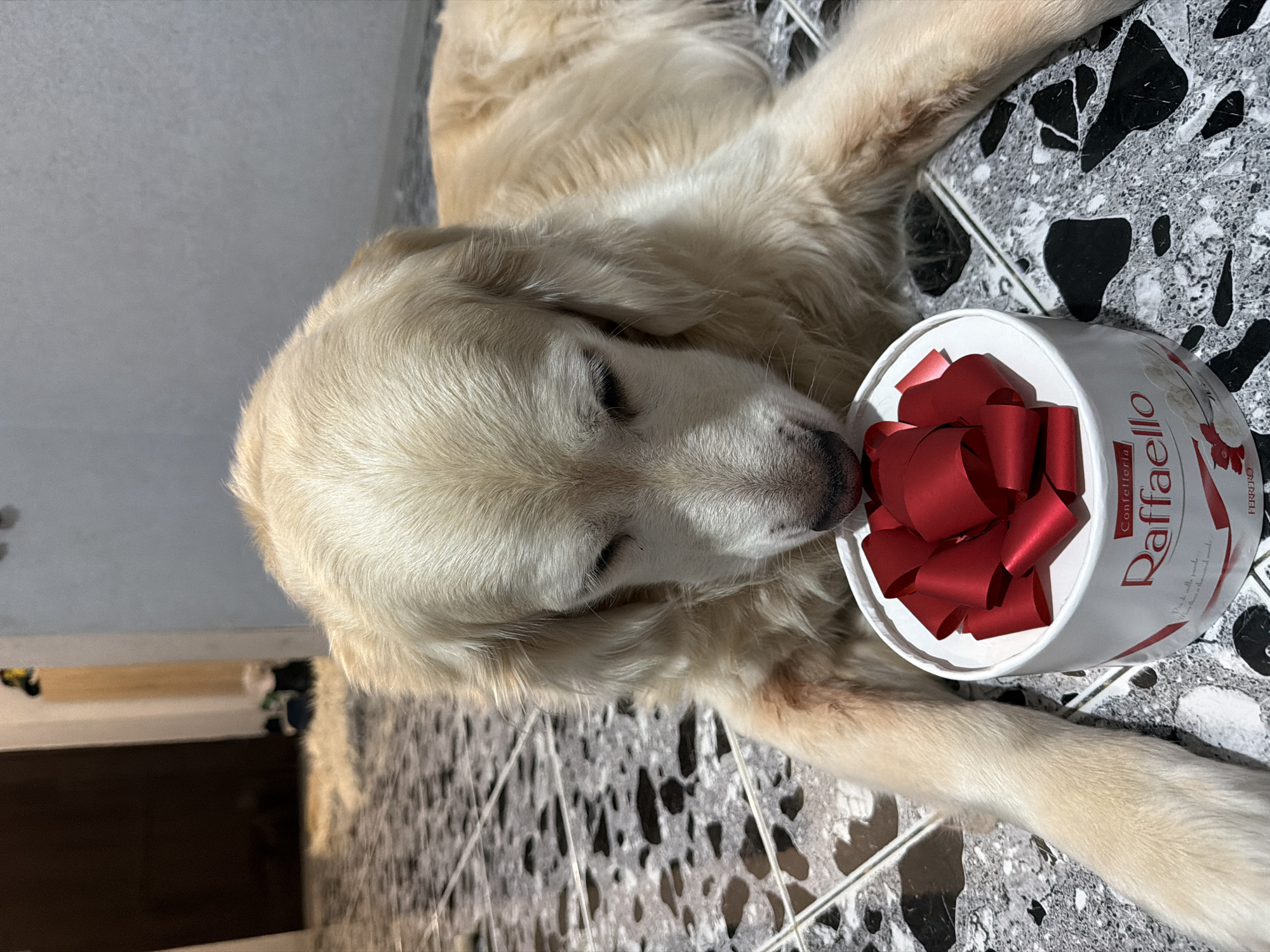The image, rotated 90 degrees counter-clockwise, captures a peaceful indoor scene featuring a light golden retriever dog in Tbilisi, Georgia. The dog lies on its side on a black and white speckled tiled floor, with its eyes gently closed, suggesting it is resting or sleeping. Its snout is positioned close to or gently touching a round, white confectionery container.
The container is adorned with a prominent, multi-looped red bow on its lid. Clearly visible text on the container includes "Raffaello" in distinctive red script, along with "Confetteria" and the "FERRERO" logo, identifying it as a Raffaello coconut almond treat. The dog's fur is a soft golden color, and its overall appearance is calm and well-groomed. The background is slightly out of focus, showing a light grey wall and some indistinct furniture or doorframe elements, indicating a cozy home environment. The bright lighting suggests it is daytime, contributing to the serene atmosphere of the moment. The dog's gentle posture next to the treat box evokes a sense of quiet curiosity or contentment.