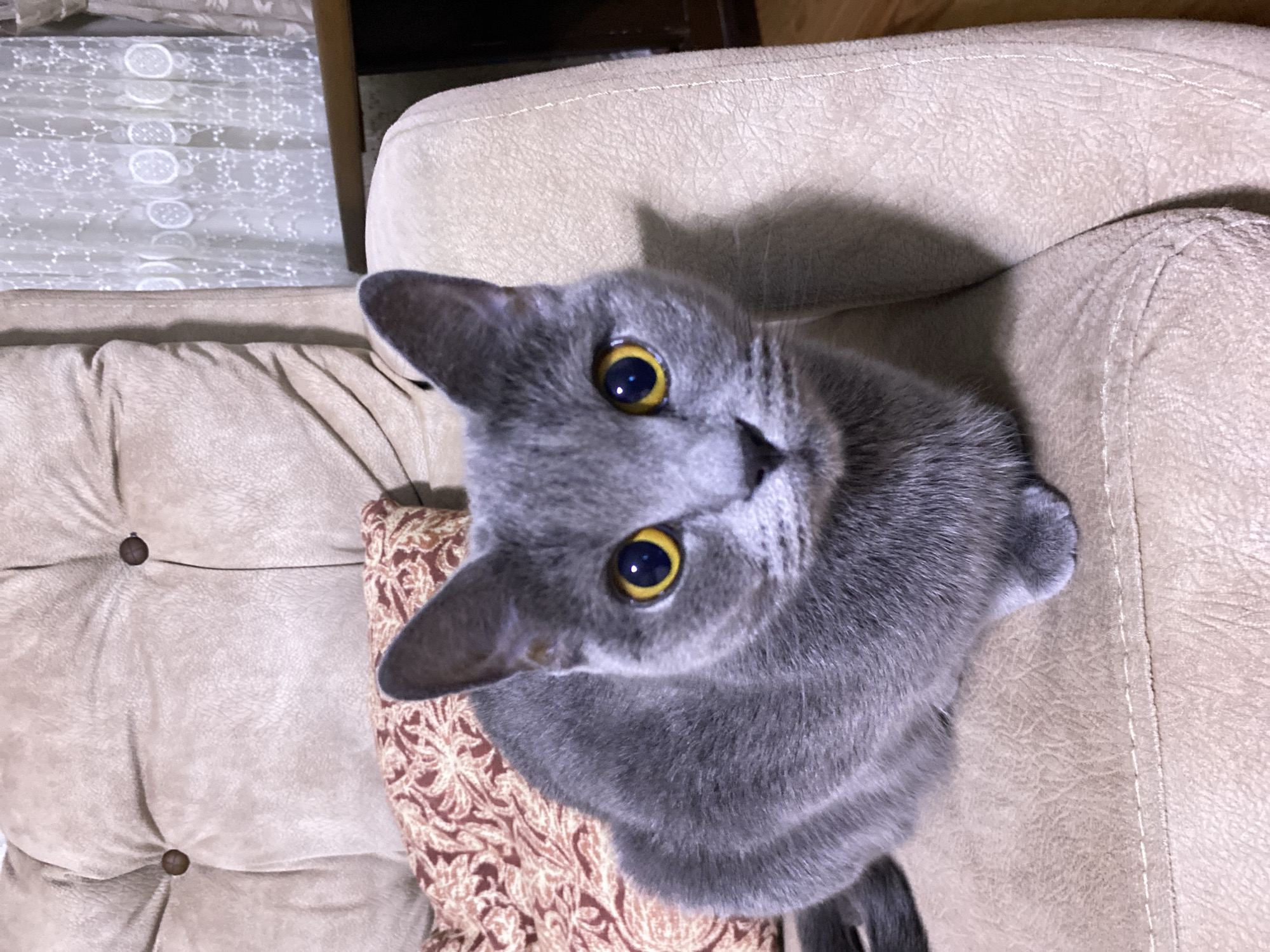 A medium shot captures a gray cat with bright yellow eyes sitting on a beige tufted sofa. The cat is facing the camera, looking directly at the viewer. Its body is mostly visible, with its front paws tucked underneath. A patterned pillow in shades of red and tan is positioned behind the cat on the sofa. To the right of the cat, a sheer white curtain with a delicate floral pattern is visible. The environment suggests an indoor setting, likely a living room. The specific location within Kocasinan, Turkey, is not determinable from the visual information provided.