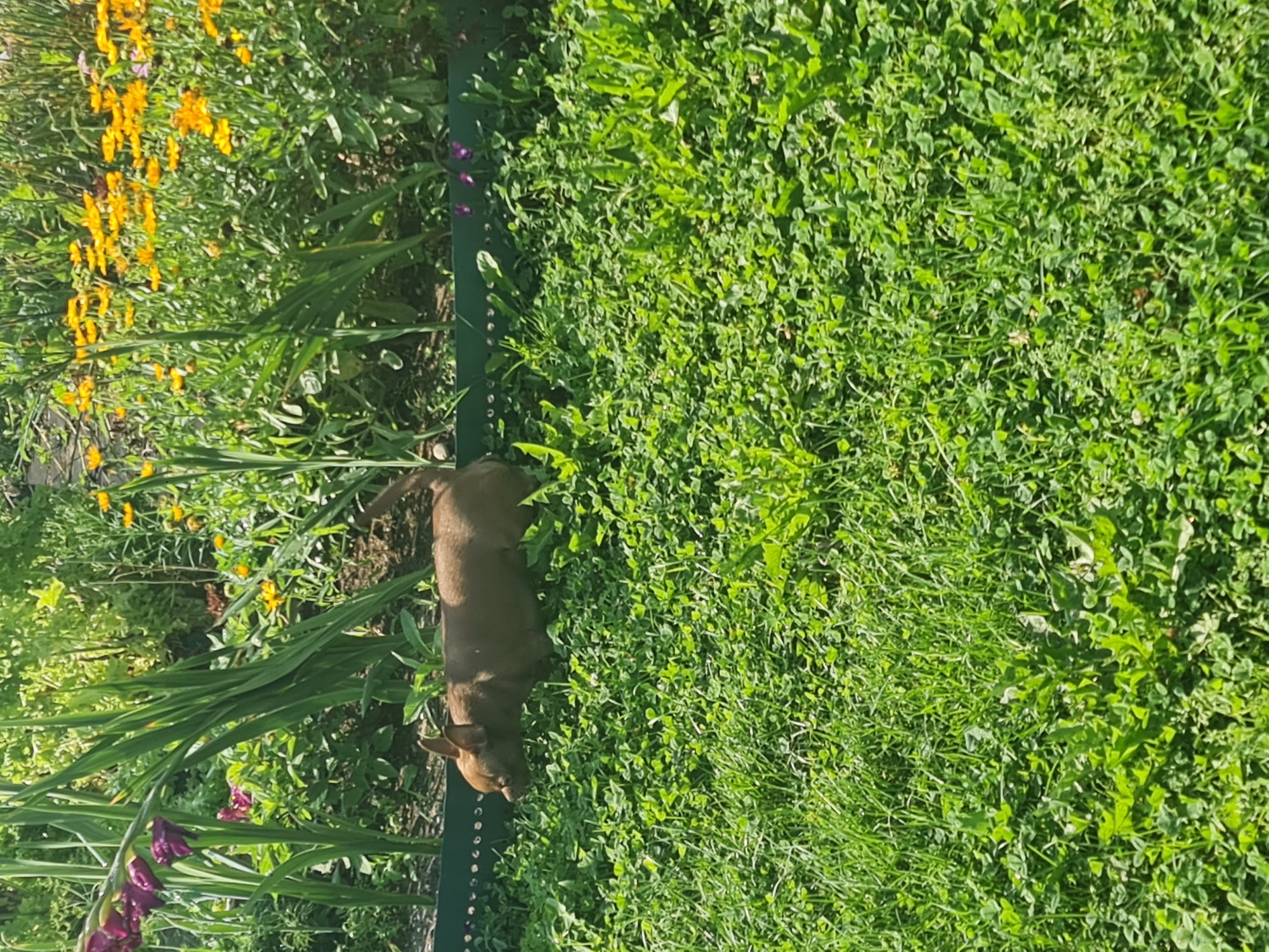 An overhead shot shows a small, light brown dog walking through a lush green lawn. The dog is in the middle left of the frame, with its body facing left and its head looking down. The lawn is a mixture of grass and clover, with some scattered weeds. In the background, a garden bed is visible, with tall green plants, purple gladiolus flowers, and yellow marigolds. The garden bed is bordered by a dark green plastic edging. The scene appears to be a residential yard in Angarsk, Russia, on a sunny day.