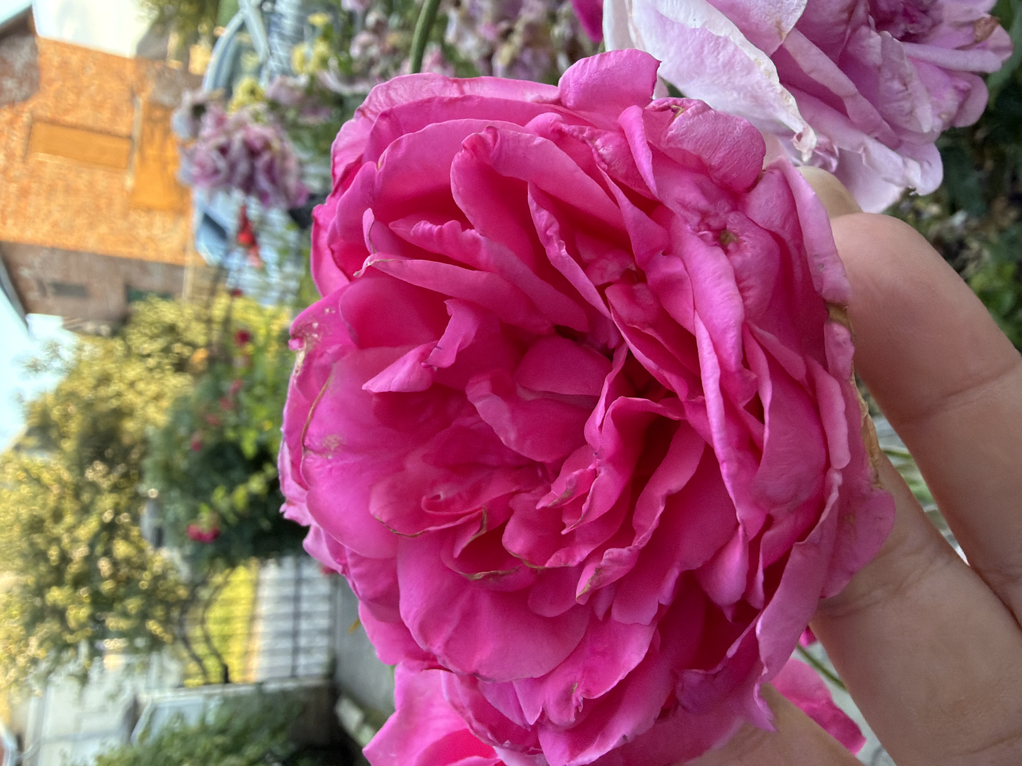 A close-up of a bright pink rose held in a person's hand is the focal point of the image. The rose is in full bloom, with many layered petals. Behind the rose, the background is softly blurred, showing a residential yard. A white metal gate and a paved walkway are visible on the left. Further back, a brick building with an orange hue and yellow doors is present, and a car is parked in the yard. The overall setting suggests a garden in a suburban or rural area, consistent with the location of Kozova, Ukraine. The lighting indicates it is daytime, likely late afternoon due to the warm tones.