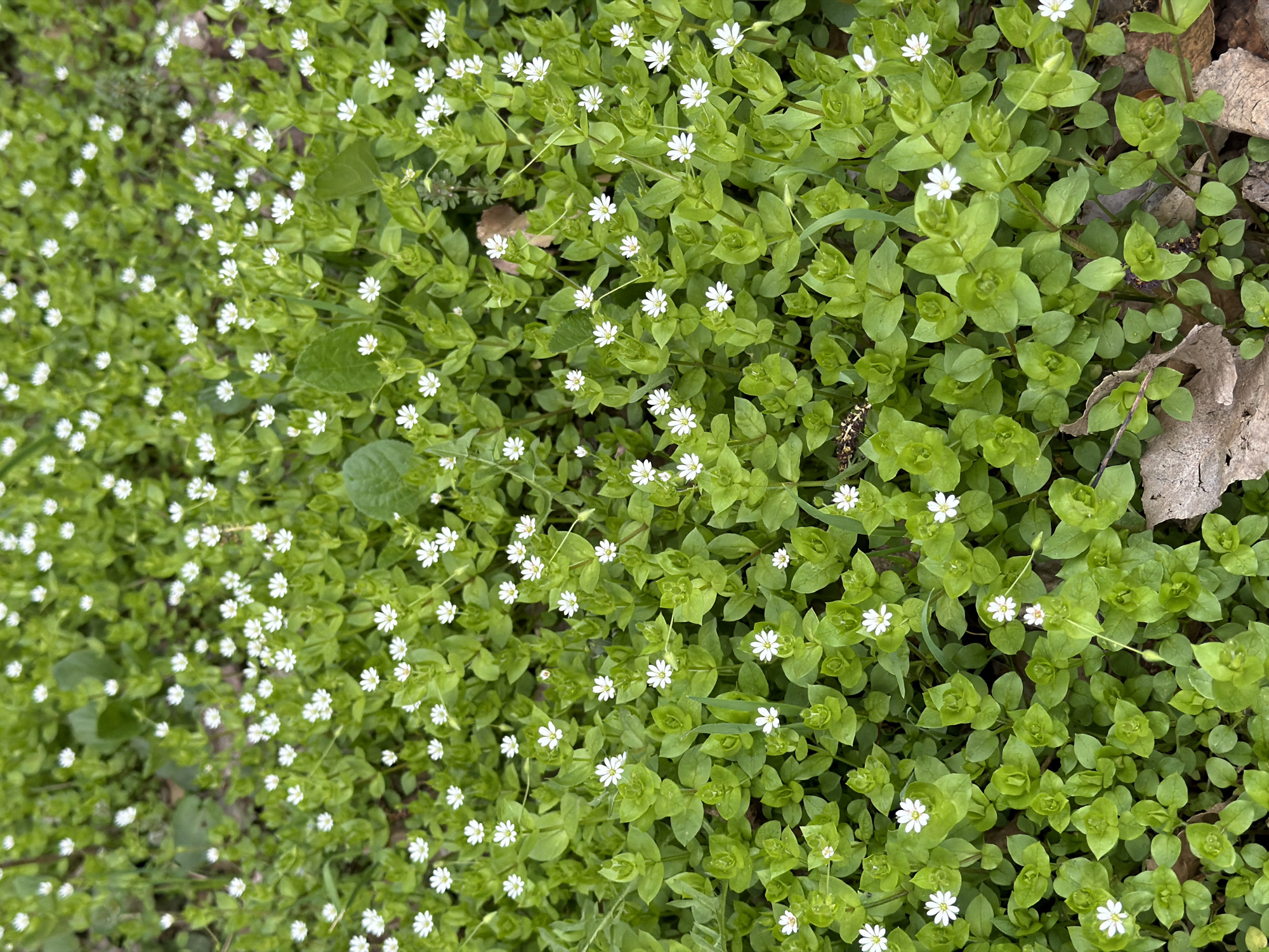 The image shows a patch of ground covered with a dense growth of green plants with small white flowers. The plants appear to be growing close together, creating a carpet-like effect. Some dead leaves are visible among the green plants. The location in the city of Dnipro, Ukraine, is not discernible from the image.