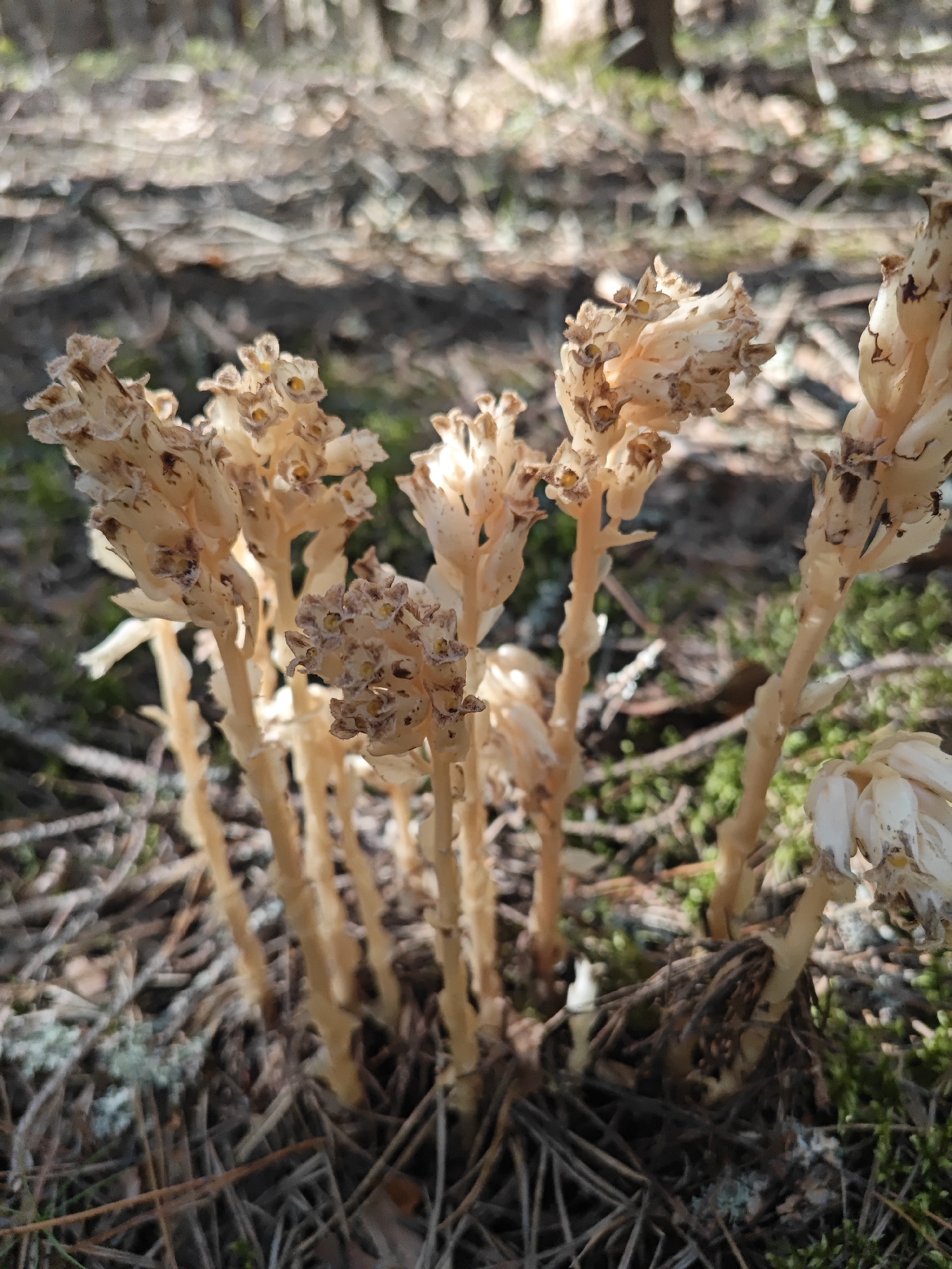 The image displays a cluster of pale, dried-out, flowering plants with multiple stalks. The plants are situated in a forest floor environment, characterized by scattered pine needles, moss, and a blurred background of trees and sunlight. The focus is on the delicate, somewhat brittle-looking structures of the plants, which appear to be past their blooming stage. The lighting suggests an outdoor setting, possibly during daylight hours. The location is specified as Korybshchina, Russia. There are no people or animals visible in the frame.