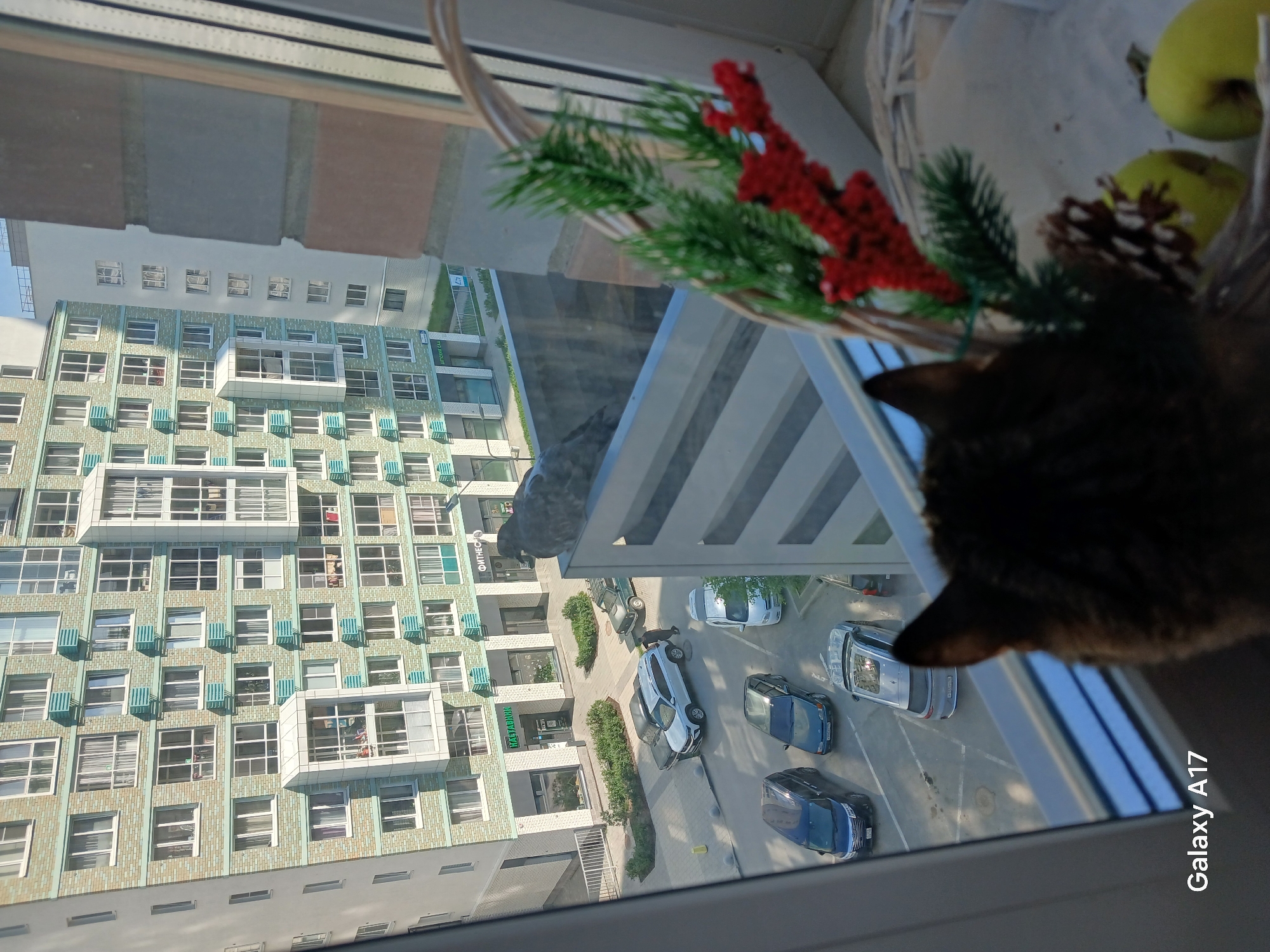A view from a window in Yekaterinburg, Russia, shows a multi-story apartment building with many windows and a green exterior. Cars are parked in a courtyard area below. Inside, near the window, are a decorative basket with red berries and green leaves, a pinecone, and two green apples. The back of a dark-furred cat's head is visible in the right foreground.