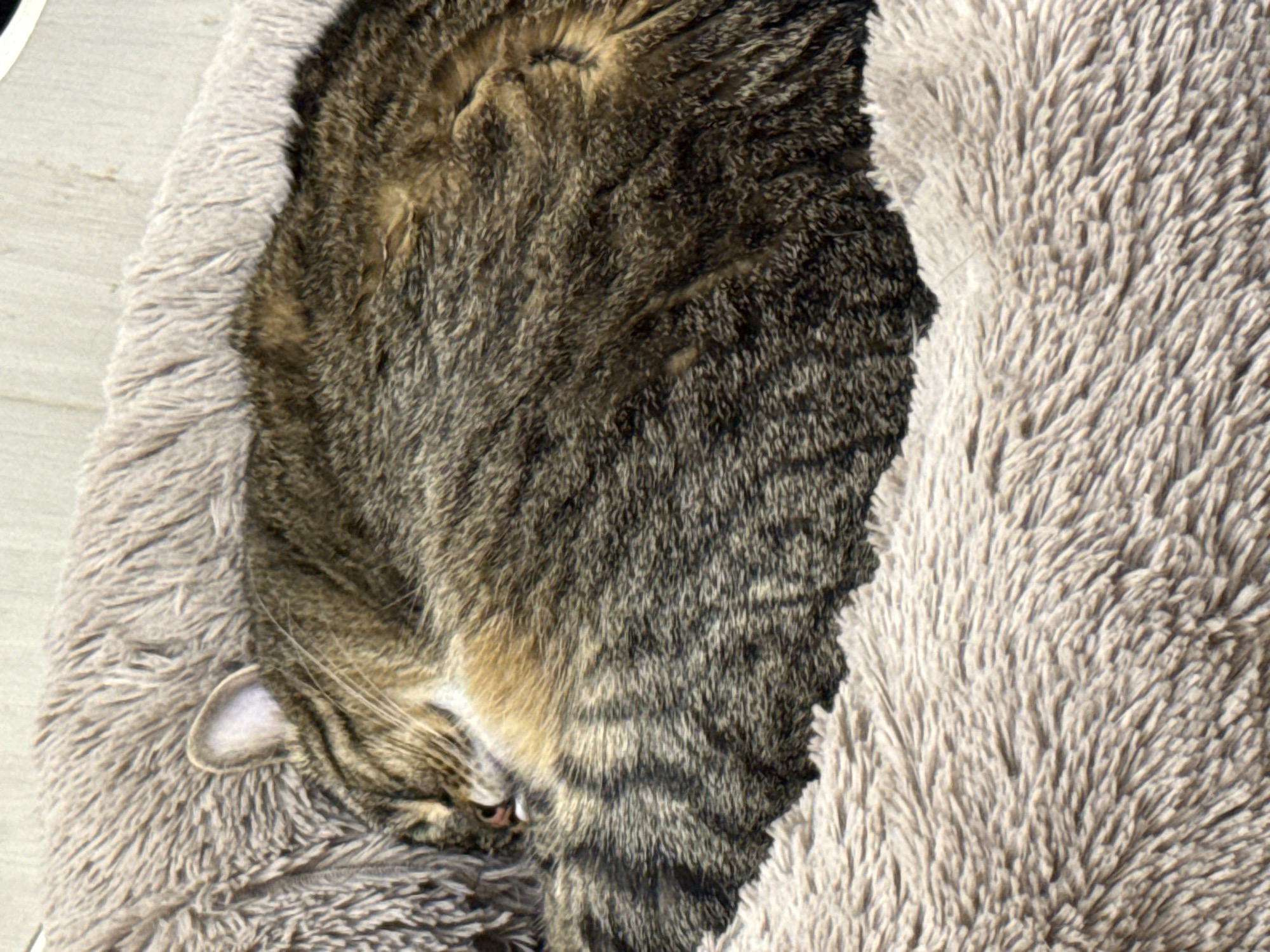 A tabby cat sleeps curled up in a fluffy, light brown cat bed. The cat's fur is a mix of brown and black stripes. Its eyes are closed, and its pink nose is visible. The background appears to be a light-colored, textured surface. There is no indication of the city of Simferopol, Ukraine, or any other specific location.
