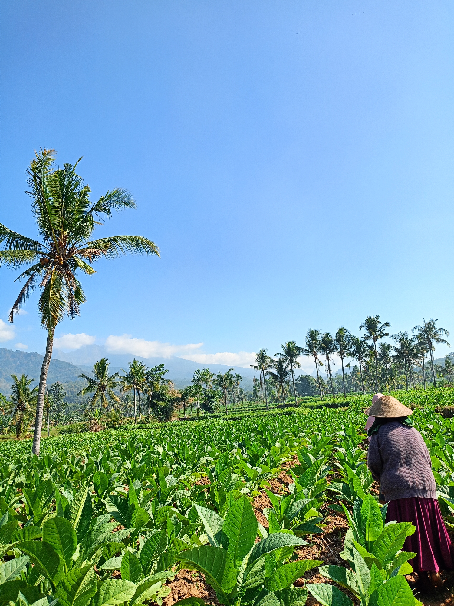 In Panduman, Indonesia, a farmer with a conical straw hat works in a lush, green tobacco field under a clear blue sky. The field stretches into the distance, bordered by a row of tall palm trees on the right and a mountainous landscape with scattered clouds in the background on the left. A single, prominent palm tree stands to the left of the frame, its fronds reaching towards the sky. The farmer, dressed in a dark purple garment and a long maroon skirt, is bent over, tending to the crops. The sun is bright, casting shadows and illuminating the vibrant green leaves of the tobacco plants.