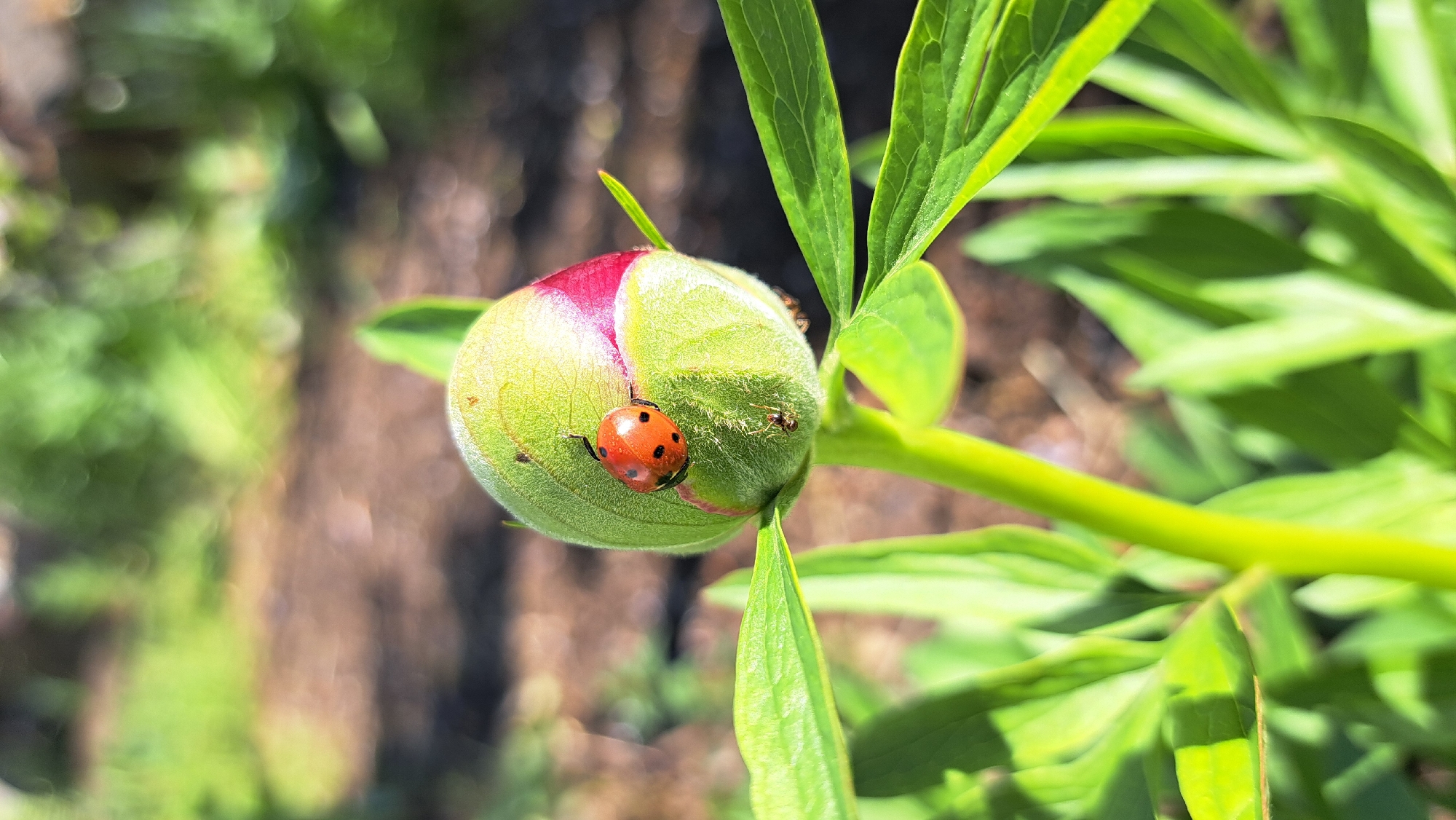 A close-up shows a peony bud in the city of Unknown, Unknown. The bud is green with a red tip and is surrounded by bright green leaves. A red and black ladybug sits on the surface of the bud, and an ant can be seen nearby. The background is blurred and shows brown soil and other green vegetation.