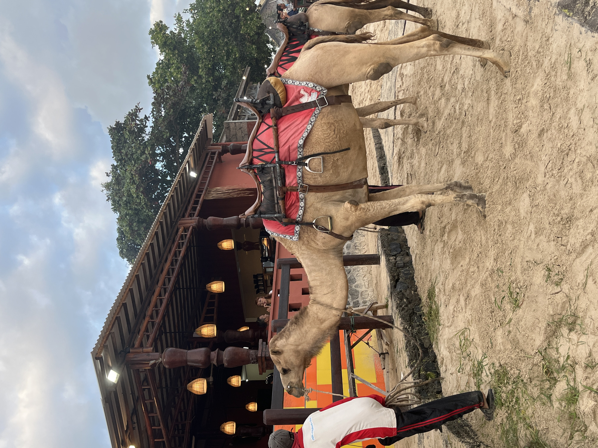 A camel is tethered to a rope held by a person in a white and red jacket, black pants, and black shoes, standing on a sandy surface in front of a wooden and metal structure. The structure appears to be an open-air establishment with a corrugated metal roof supported by wooden pillars and adorned with pendant lights. Several other camels are visible in the background, some equipped with saddles. The ground is sandy with scattered patches of dry grass. In the background, there are trees and a cloudy sky. The scene is consistent with a tourist attraction in Kuta, Indonesia, where camel rides are offered.