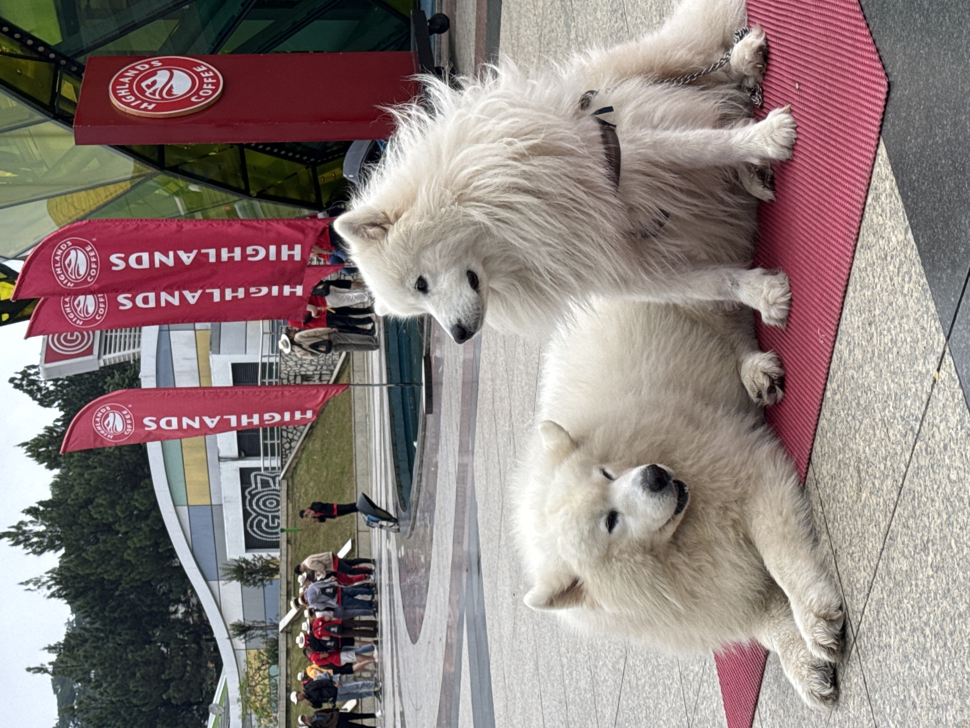 This image captures two fluffy white Samoyed-like dogs resting in an outdoor plaza in Da Lat, Vietnam. The dog in the foreground lies comfortably on a reddish-pink mat, looking towards the right with a relaxed expression. Its thick white fur covers its body, with its dark nose and eyes visible. Slightly behind and above it, another similar dog is seen on the same mat, looking downwards. This dog is wearing a dark harness, and a silver chain is visible near its front paws.
In the background, several red flags flutter, each bearing the "HIGHLANDS COFFEE" logo and text in white. A circular "HIGHLANDS COFFEE" sign is also mounted on a red beam near the top left. Behind the flags, a modern building with a distinct multi-colored facade and a prominent "GO?" graphic can be seen. Below this, groups of people are gathered, standing and walking, indicating a public gathering space or a cafe area. Lush green trees are visible further in the background. The scene is set during the daytime, under what appears to be an overcast sky, creating a soft, natural light. The dogs appear calm and at ease in this lively urban setting.