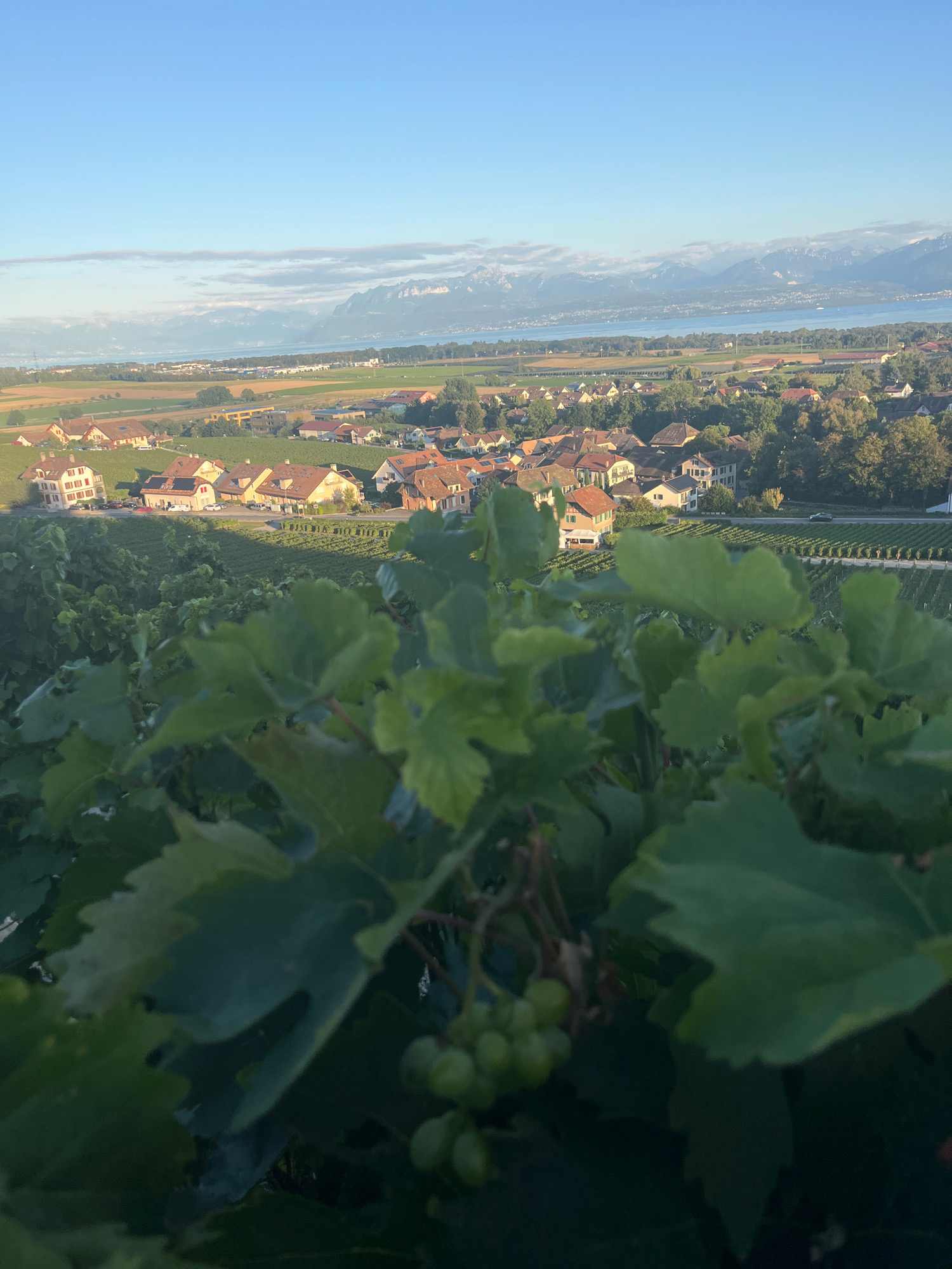 The image captures an elevated view of a village nestled among rolling hills, with a prominent vineyard in the foreground. The scene is bathed in the soft light of early morning or late afternoon, as indicated by the long shadows cast and the clear, pale blue sky.
In the foreground, lush green grape leaves and vines dominate, with a cluster of unripe green grapes visible. These plants are in sharp focus, suggesting the viewpoint is from within or directly adjacent to the vineyard.
Beyond the vineyard, a village of terracotta-roofed houses is spread across a gentle slope. The architecture suggests a European style, with many buildings appearing to be residences. Some houses have white or light-colored facades, and a few have visible windows and balconies. The houses are interspersed with trees, adding to the picturesque setting.
Further in the distance, a body of water, likely a lake, stretches across the horizon. Beyond the lake, a range of mountains with snow-capped peaks rises majestically. The sky above is a serene blue, with a few wispy clouds.
The overall impression is one of a tranquil, rural landscape, characteristic of the Swiss countryside. While the exact location is not explicitly stated, the description of a vineyard overlooking a lake and mountains, with a village in between, is consistent with the topography of the region around Féchy, Switzerland, known for its viticulture and its position on the shores of Lake Geneva, with the Alps in the background. No people or specific actions are discernible in the image.