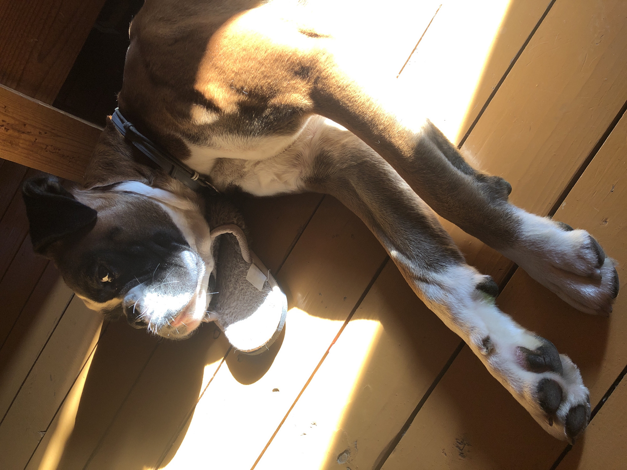 A medium shot photograph captures a boxer dog lying on a wooden floor, bathed in diagonal sunlight that casts long shadows across the scene. The dog, predominantly brindle and white, is positioned on its side, facing left. Its head is slightly raised, and its eyes are open, with its muzzle partially obscured by a fluffy grey slipper placed beneath its chin. The dog wears a dark collar. The wooden floorboards are a warm, orange-brown hue, and the lighting suggests it might be daytime, with light streaming in from a window or opening. The background is dark and out of focus, but appears to show wooden beams or planks overhead. The image does not contain any recognizable landmarks or elements that would definitively place it within the city of Романово, Russia. The focus is entirely on the dog and its immediate surroundings.