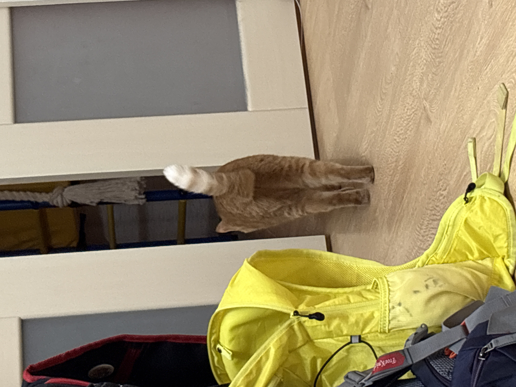 The image shows the rear half of an orange cat with a white-tipped tail, positioned near a white cabinet and a yellow backpack. The scene appears to be indoors, possibly in a home. The background includes a light-colored wooden floor. The exact location is not discernible from the image, but the user suggests that it may be Belaya Pashnya, Russia.