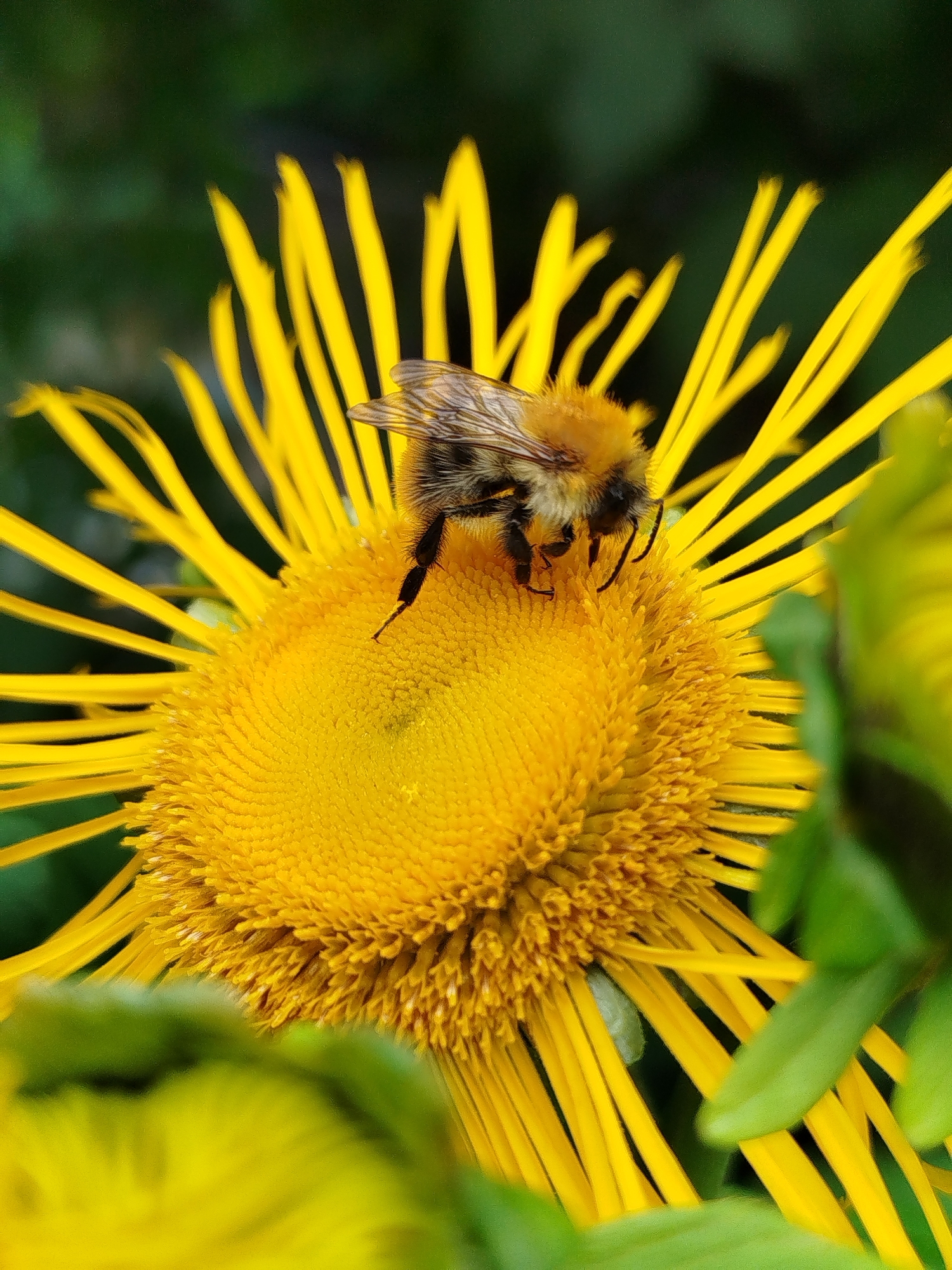 A close-up, eye-level shot captures a bumblebee on a vibrant yellow flower. The bumblebee, positioned centrally on the flower's head, is fuzzy with black and brown markings. It appears to be collecting pollen, with its legs and proboscis extended. The flower has numerous thin, elongated yellow petals radiating outwards, creating a striking visual contrast with the dark green, out-of-focus background, suggesting a natural, outdoor setting. The scene is located in the city of Chkalovskoye, SNT, Russia.