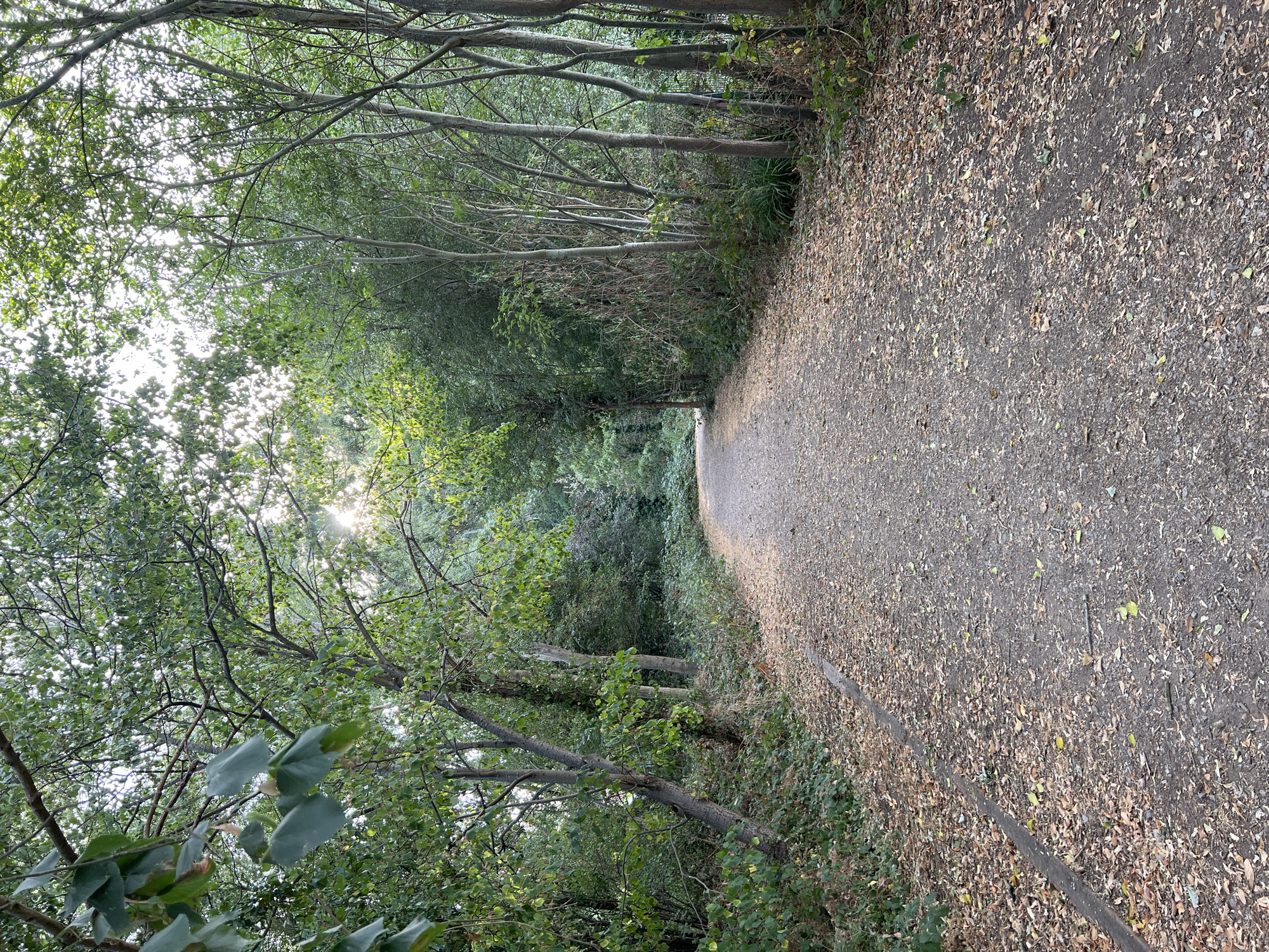 A gravel pathway is visible, covered with fallen leaves. The path leads through a wooded area. The trees on either side of the path are dense and leafy, with sunlight filtering through the branches. The path appears to be in a park or nature reserve. The scene is consistent with the woodland areas found in or around the town of Guildford, United Kingdom, given the typical vegetation and pathway style. There are no people or discernible actions captured in the image.