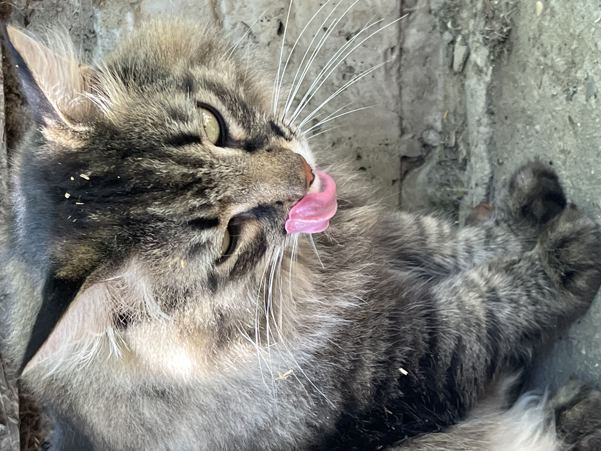 A close-up, eye-level shot captures a tabby cat with long fur licking its nose with a pink tongue. The cat has green eyes and is positioned on a gravelly surface with a brick wall in the background. The scene appears to be outdoors.