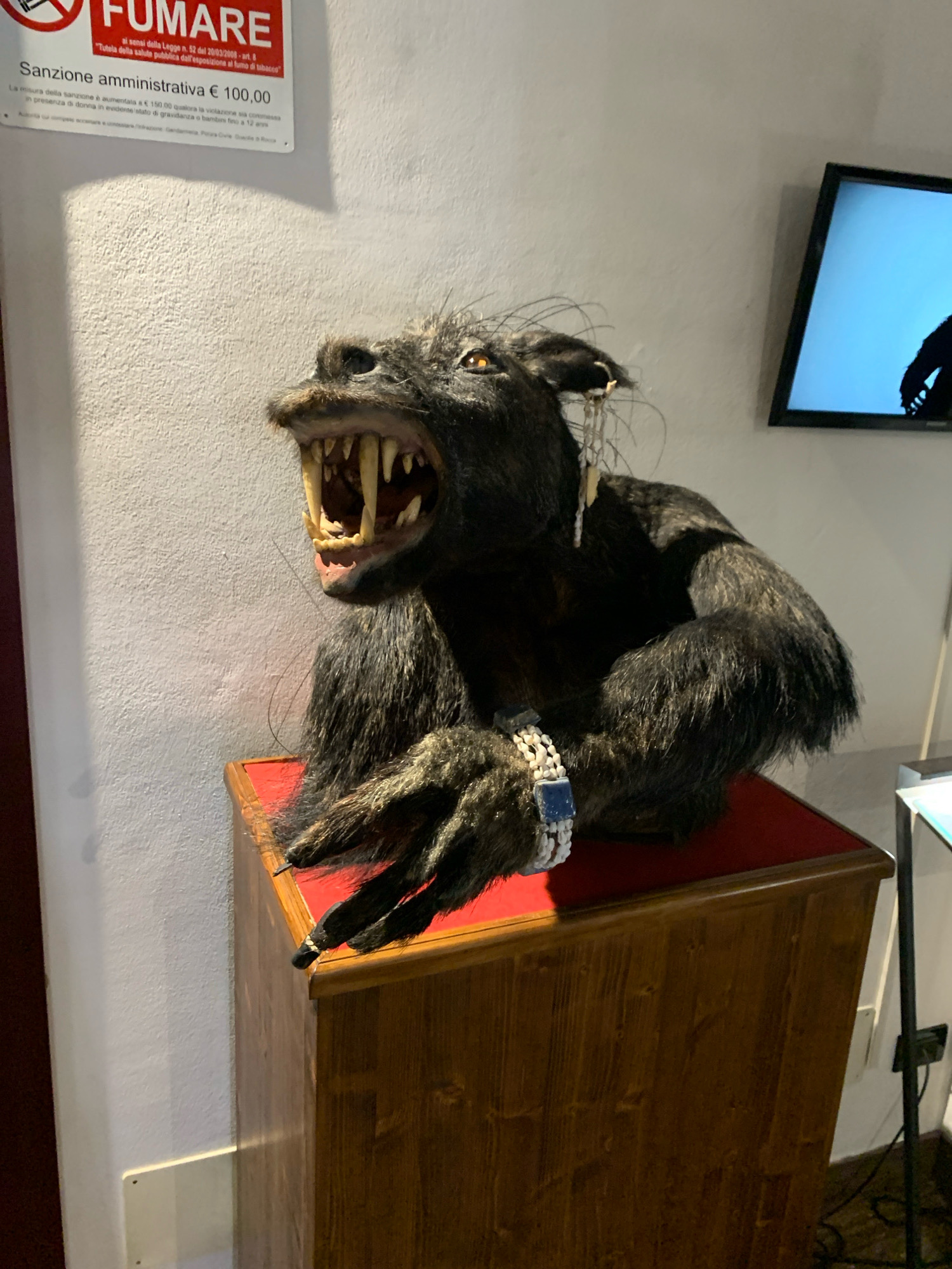 A taxidermied creature resembling a werewolf is displayed on a wooden pedestal in a room with white walls. The creature has dark fur, sharp teeth, and is wearing jewelry on its wrist and ear. A sign with Italian text and a red circular "no smoking" symbol is mounted on the wall to the left of the creature. A flat-screen television is visible on the wall to the right, displaying a blue screen with a dark silhouette. The overall environment appears to be a museum or exhibition space.