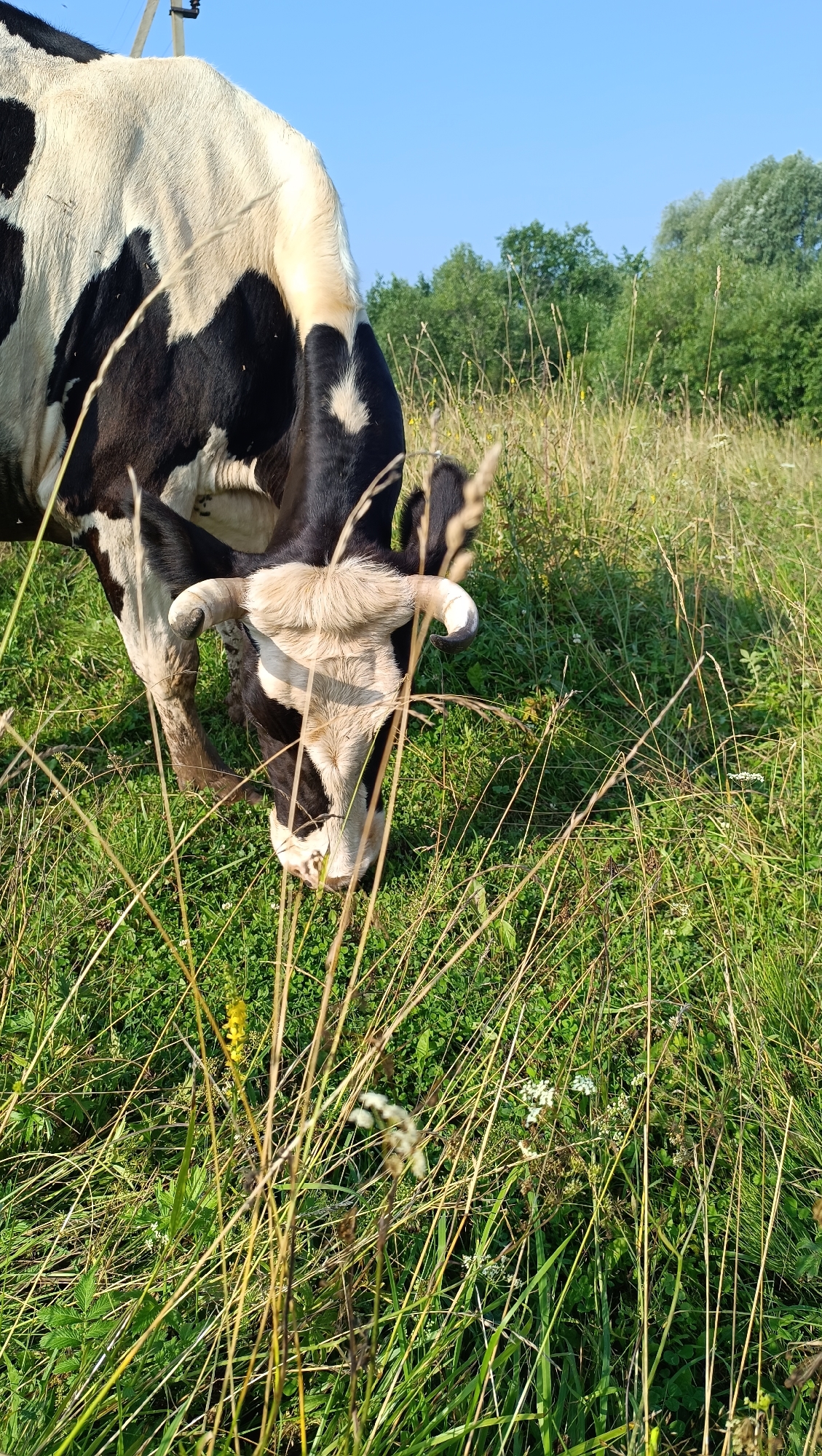 A black and white cow grazes in a grassy field under a clear blue sky. The cow's head is lowered, and it is partially obscured by tall, dry grass in the foreground. In the background, a line of green trees stretches across the horizon. The scene appears to be a rural setting, possibly in Karsha, Russia. The lighting suggests it is daytime, with the sun casting shadows. There are no people visible in the image.